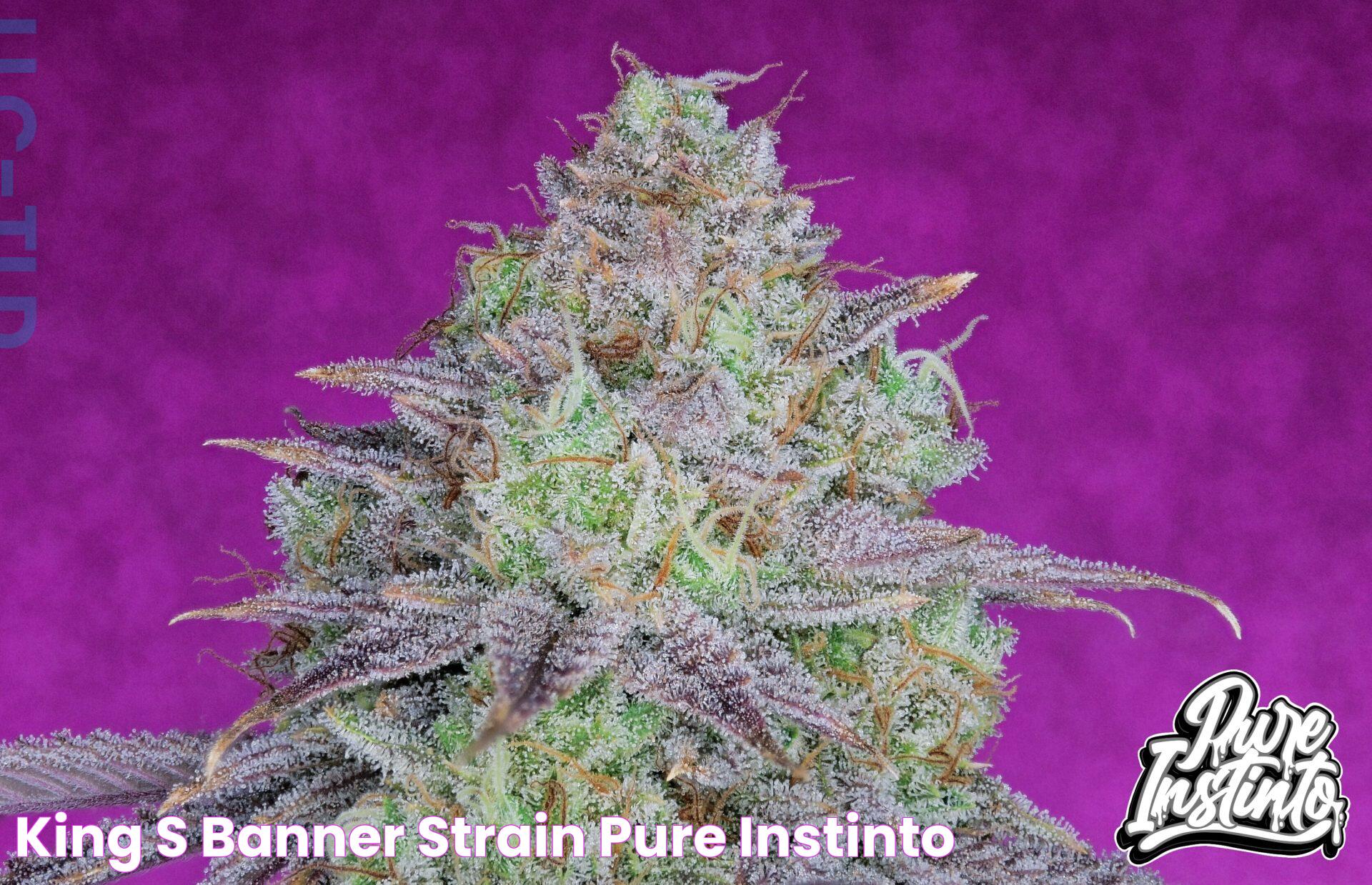 King's Banner Strain Pure Instinto