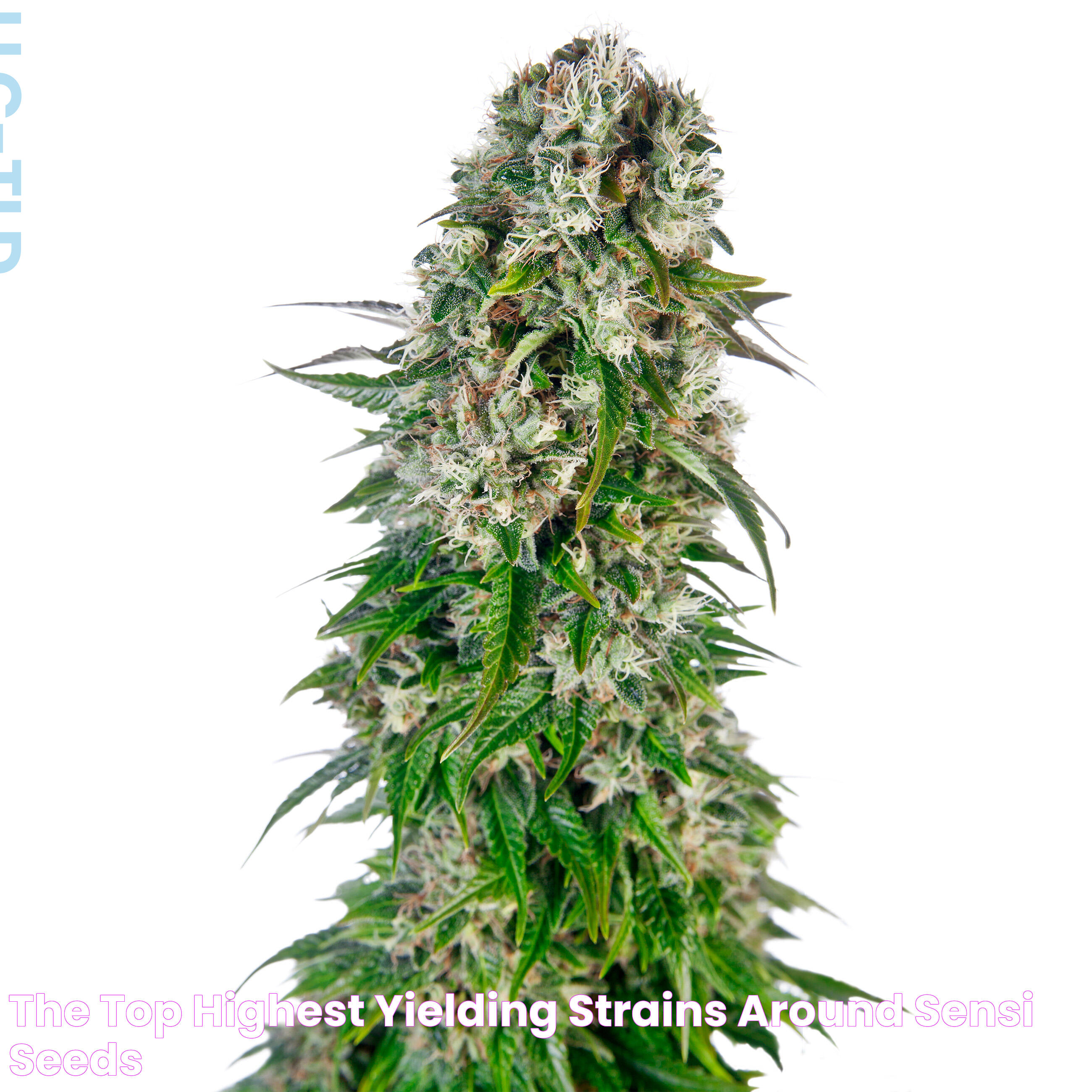 The Top Highest Yielding Strains Around Sensi Seeds