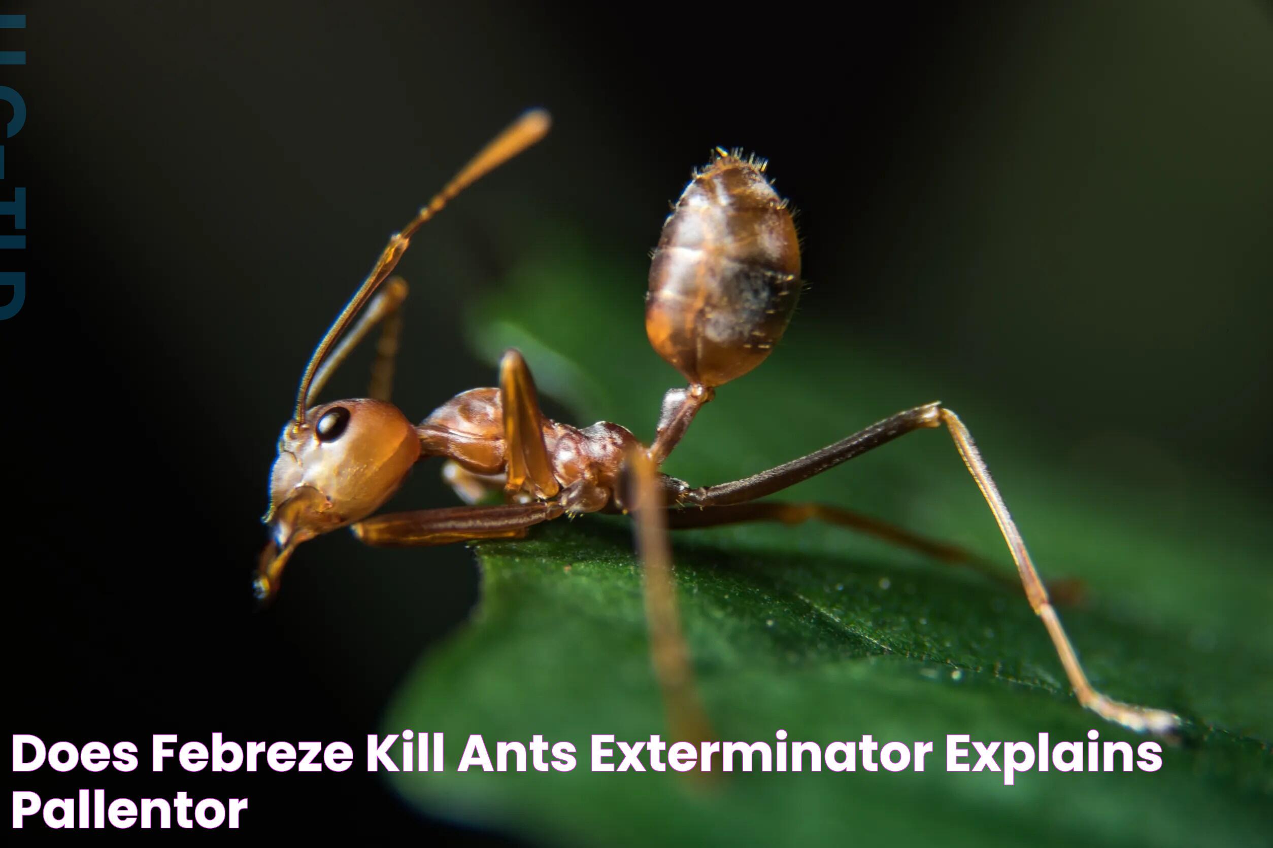 Febreze And Ants: Does Febreze Kill Ants Effectively?