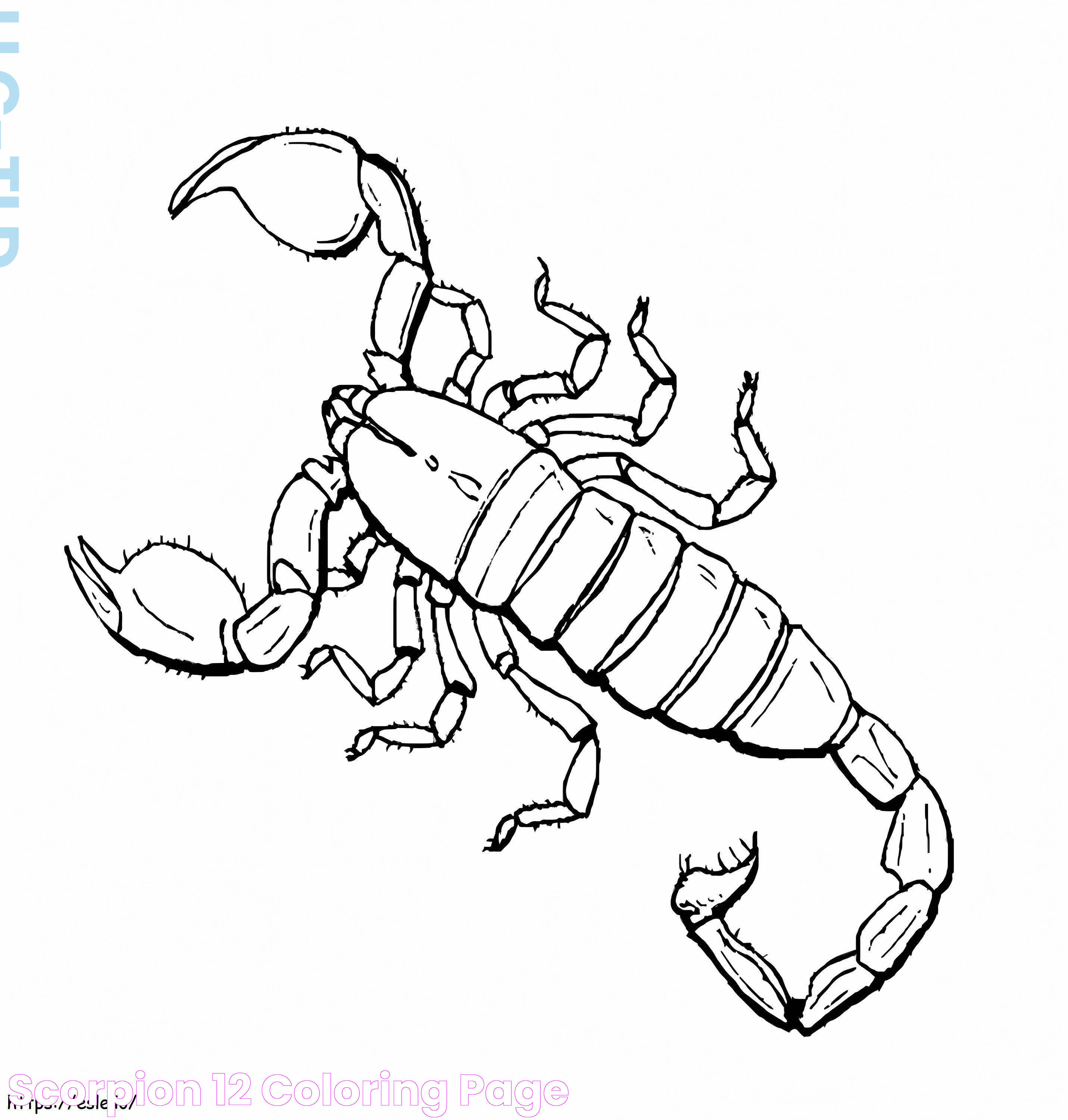 Scorpion 12 coloring page