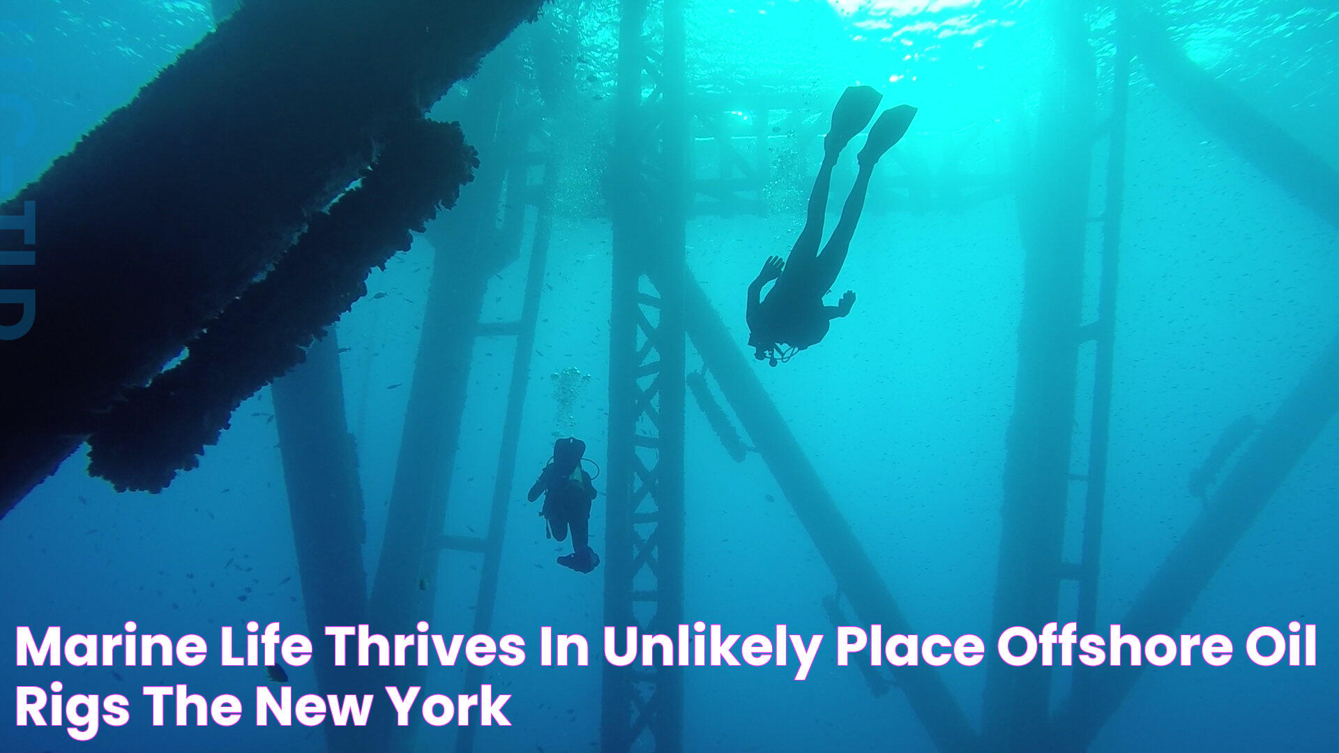 Marine Life Thrives in Unlikely Place Offshore Oil Rigs The New York