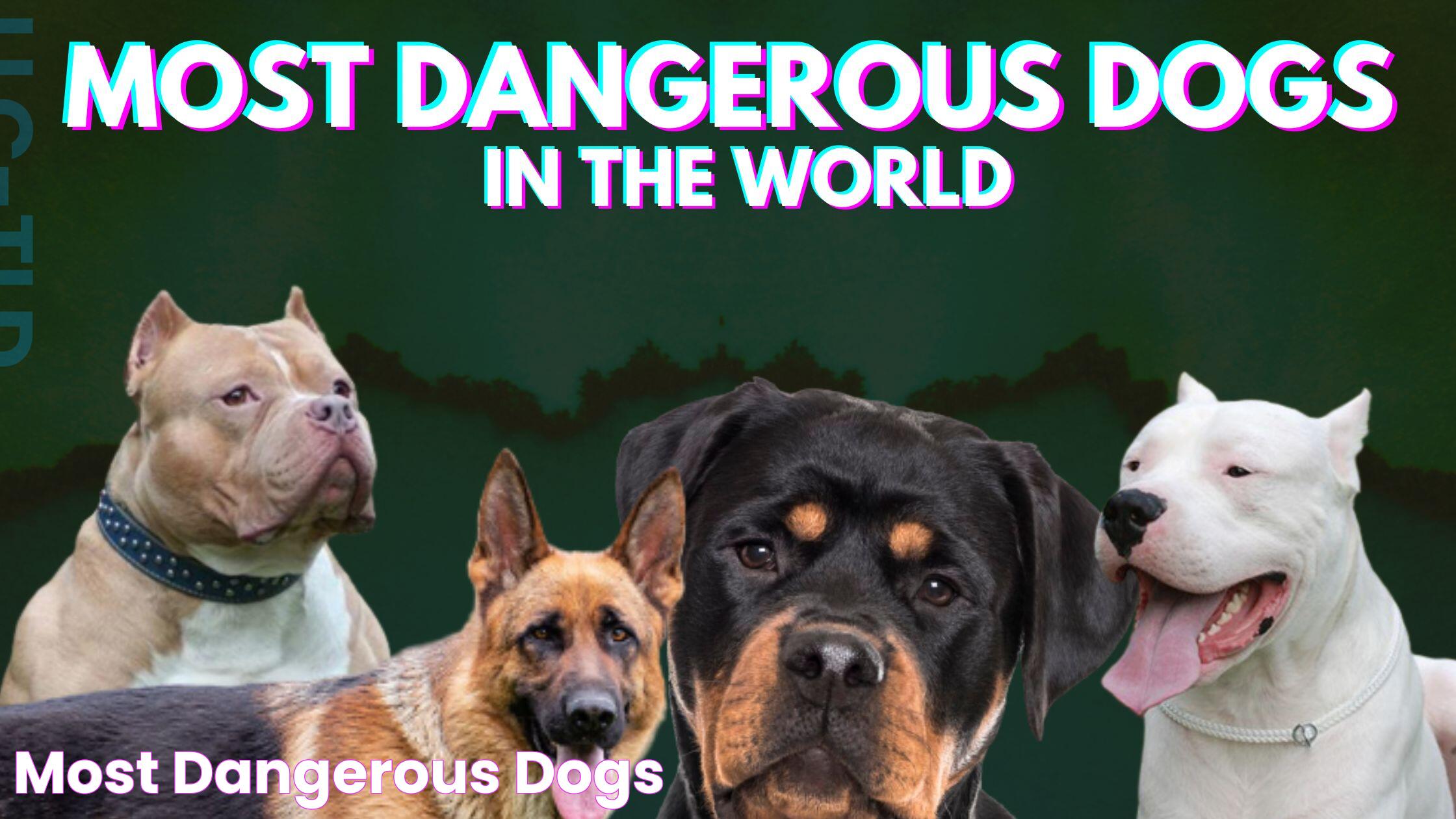 Most Dangerous Dogs