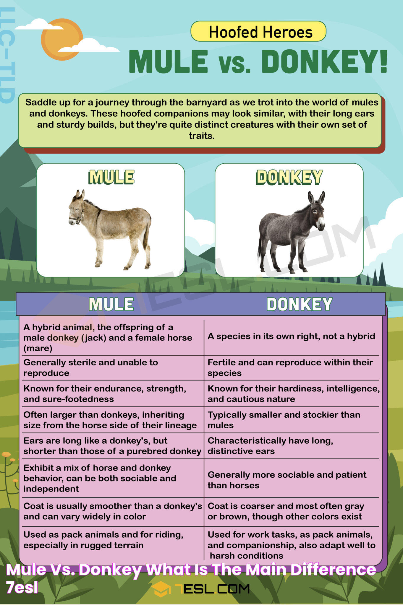 Delving Into The World Of Mule Donkeys: A Complete Guide