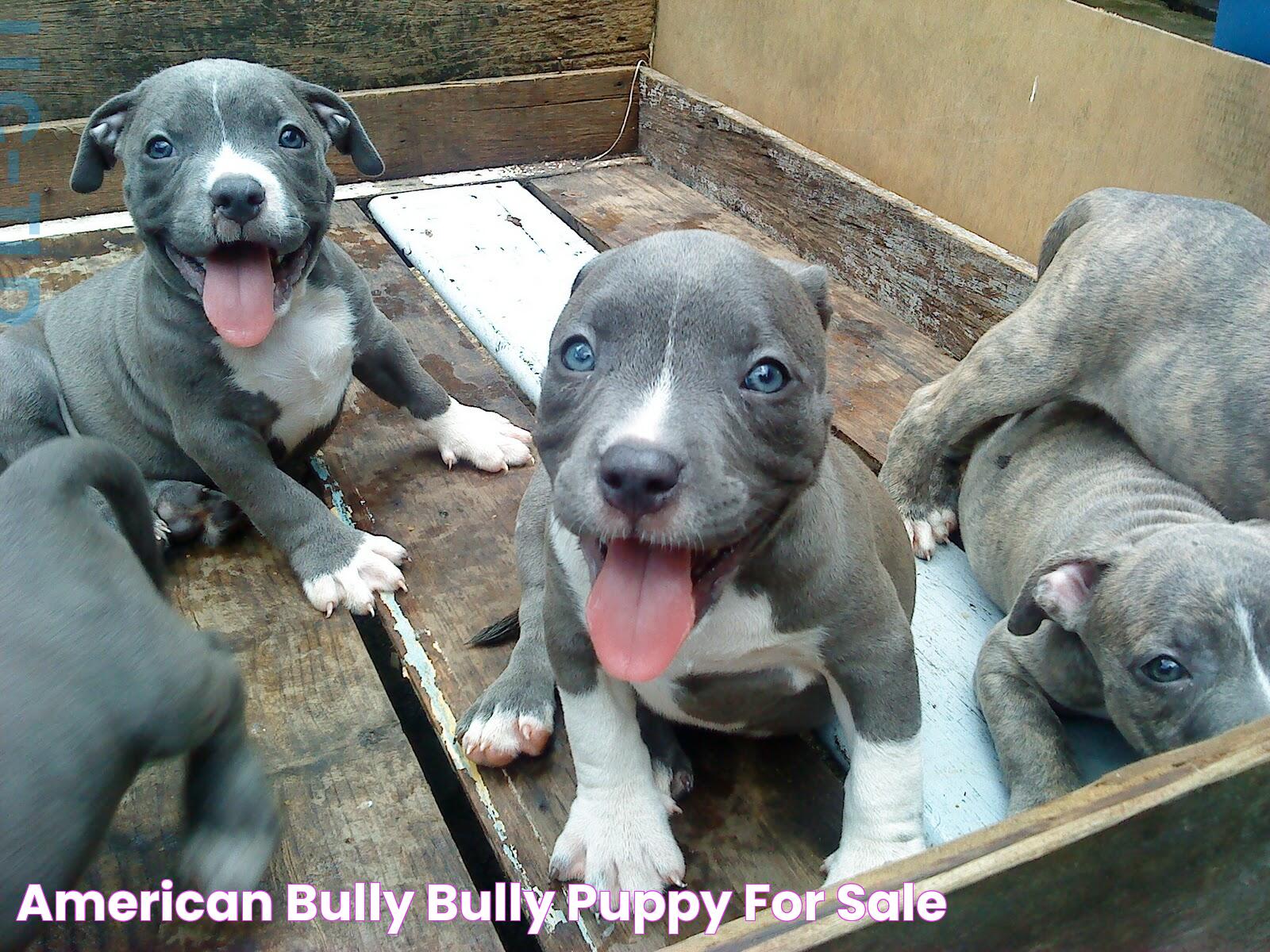 All About Bully Companions: The American Bully Puppy