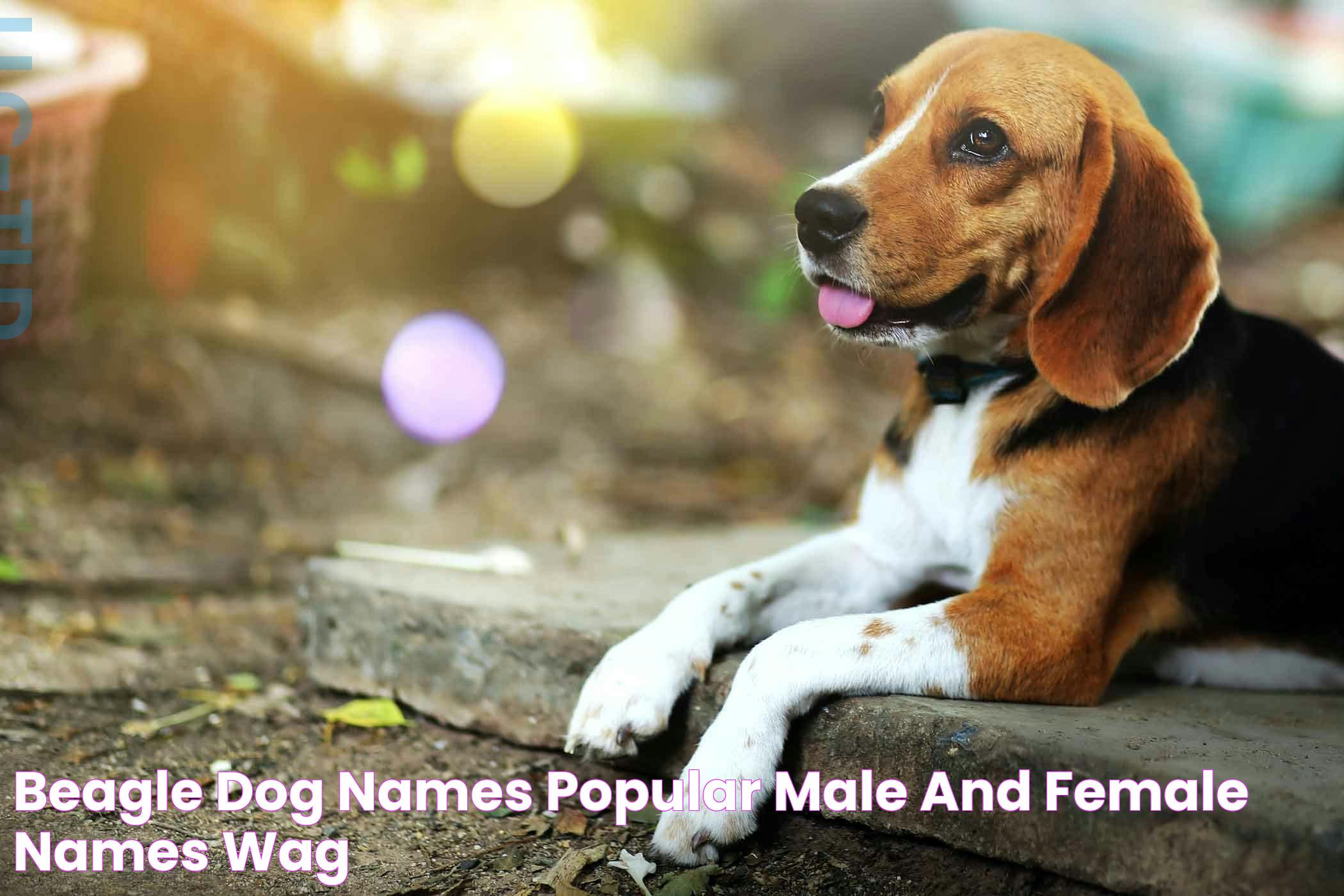 Beagle Dog Names Popular Male and Female Names Wag!