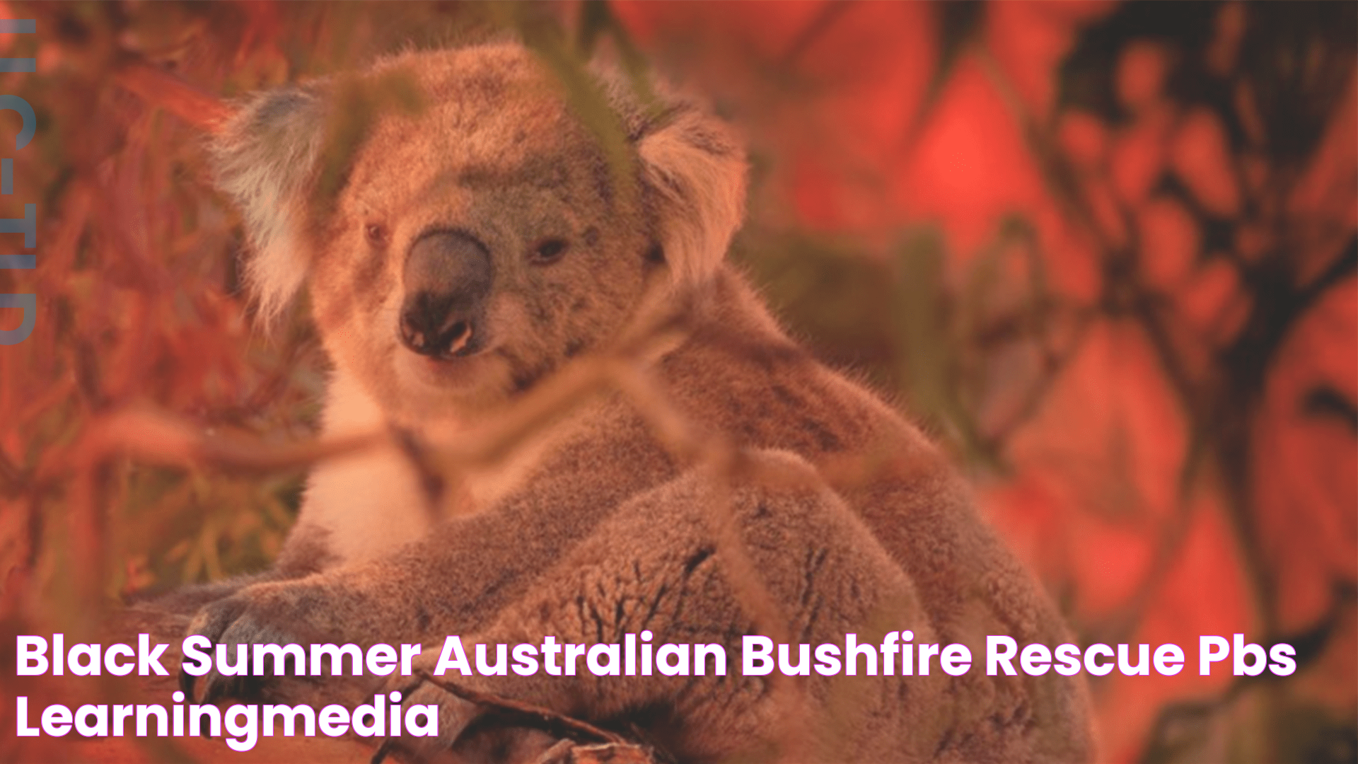 Experience The Vibrant Summer In Australia: A Seasonal Extravaganza