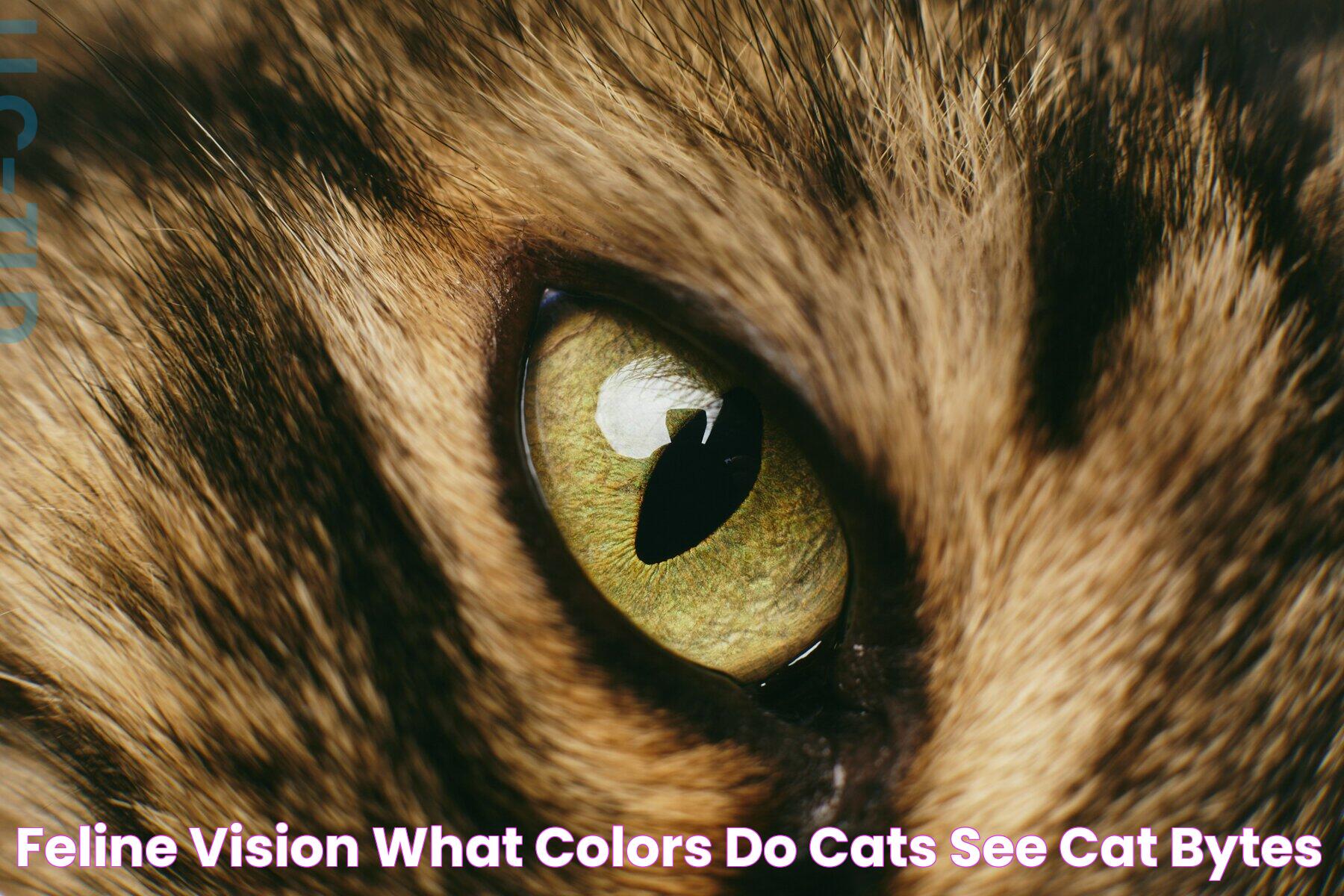 What Colors Do Cats See: A Deep Dive Into Feline Vision