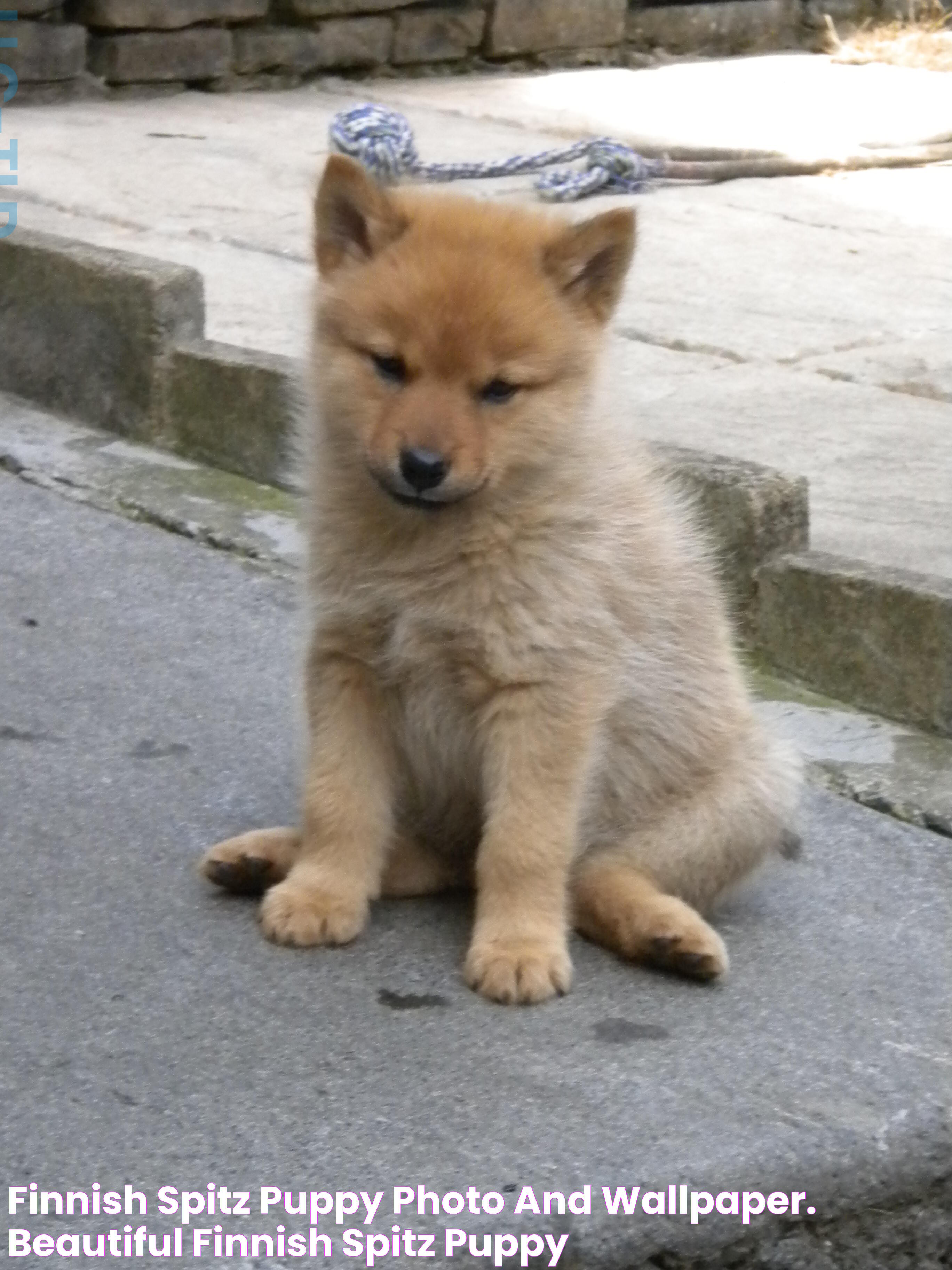 Finnish Spitz puppy photo and wallpaper. Beautiful Finnish Spitz puppy