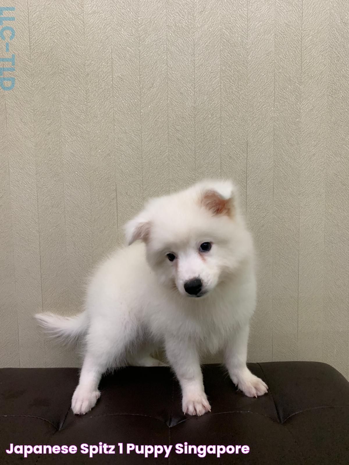 Ultimate Guide To Raising And Caring For A Spitz Puppy