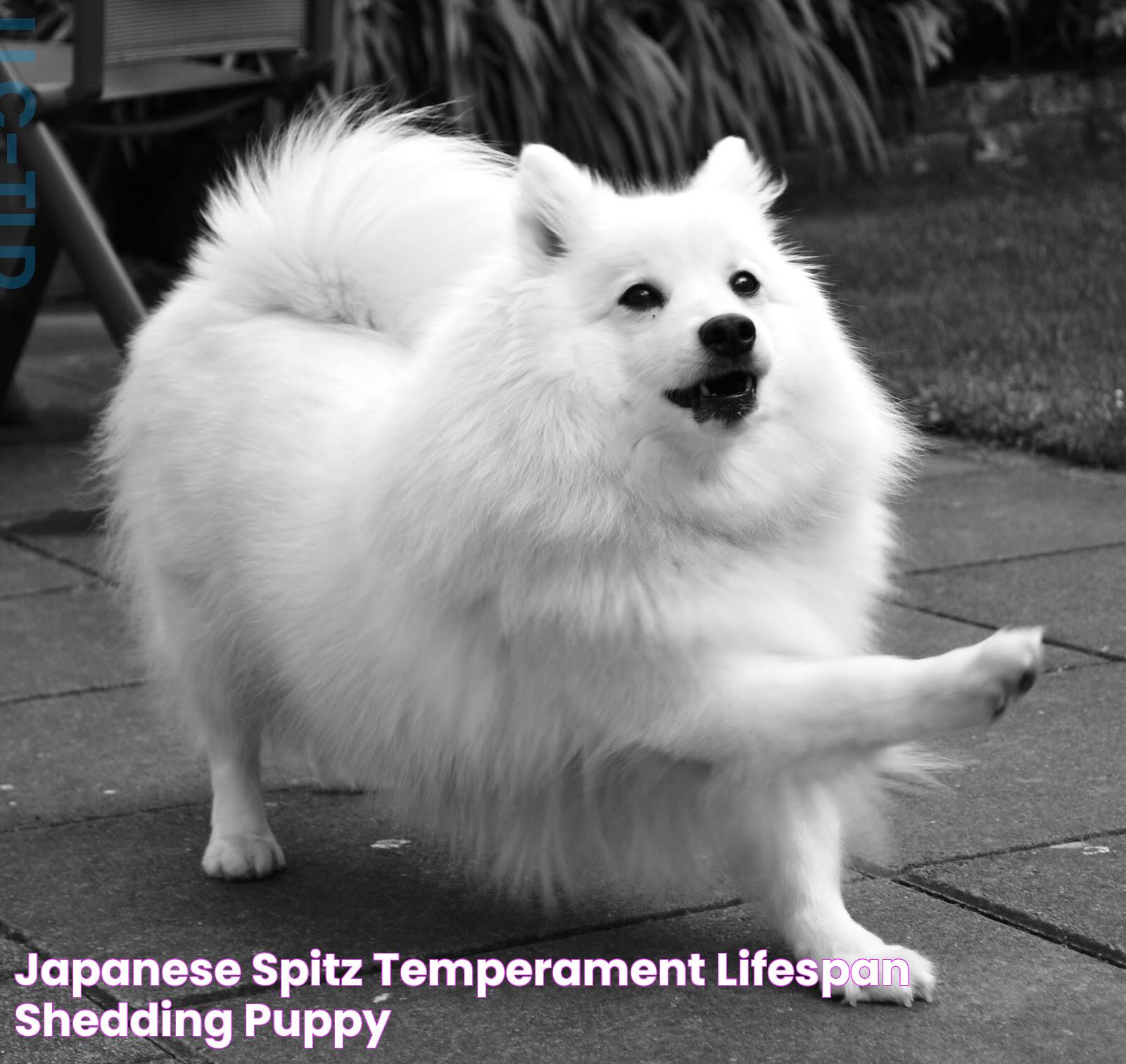 All About Spitz Dogs: Characteristics, Care, And More