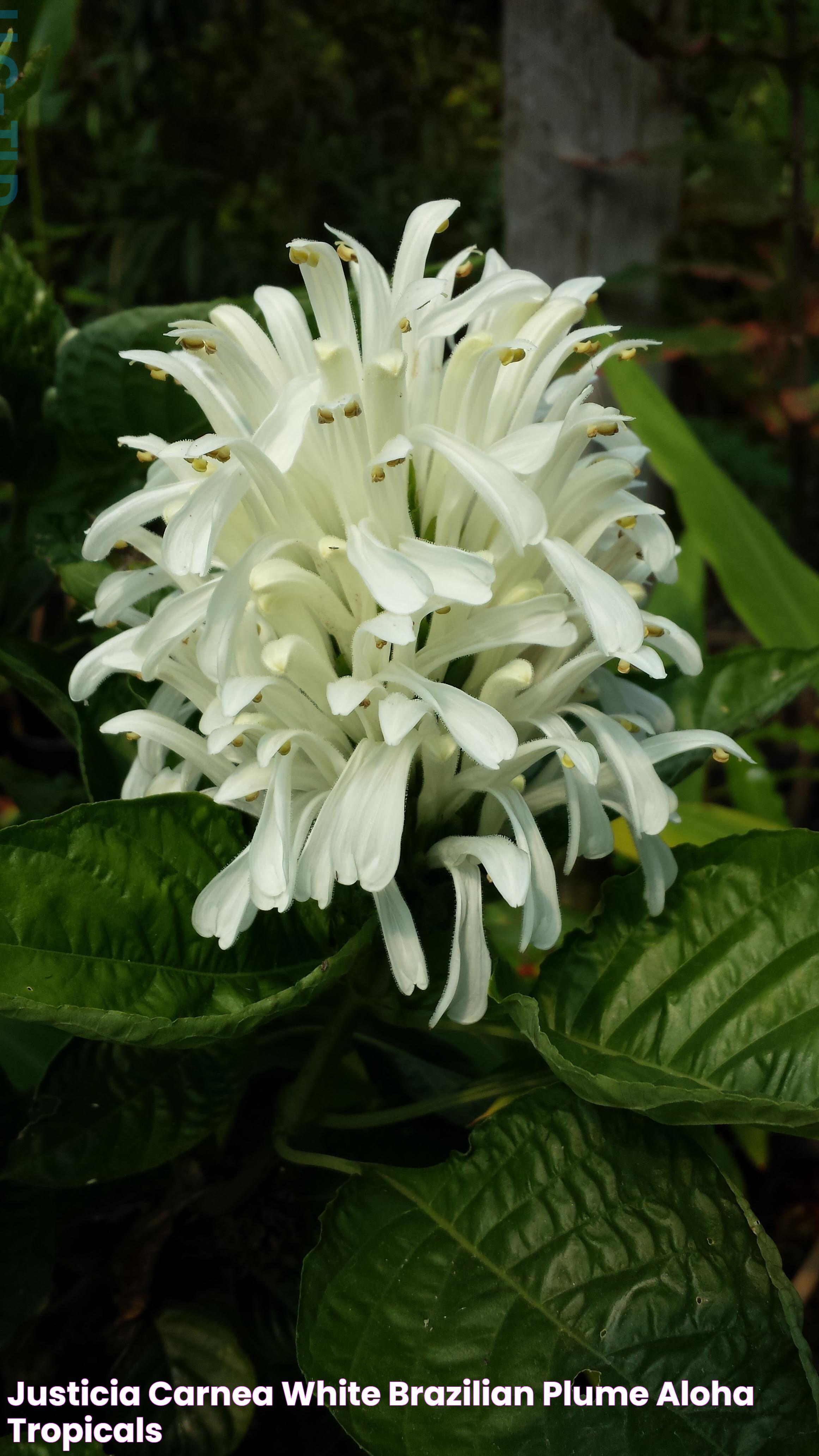 Justicia Carnea White Brazilian Plume Aloha Tropicals