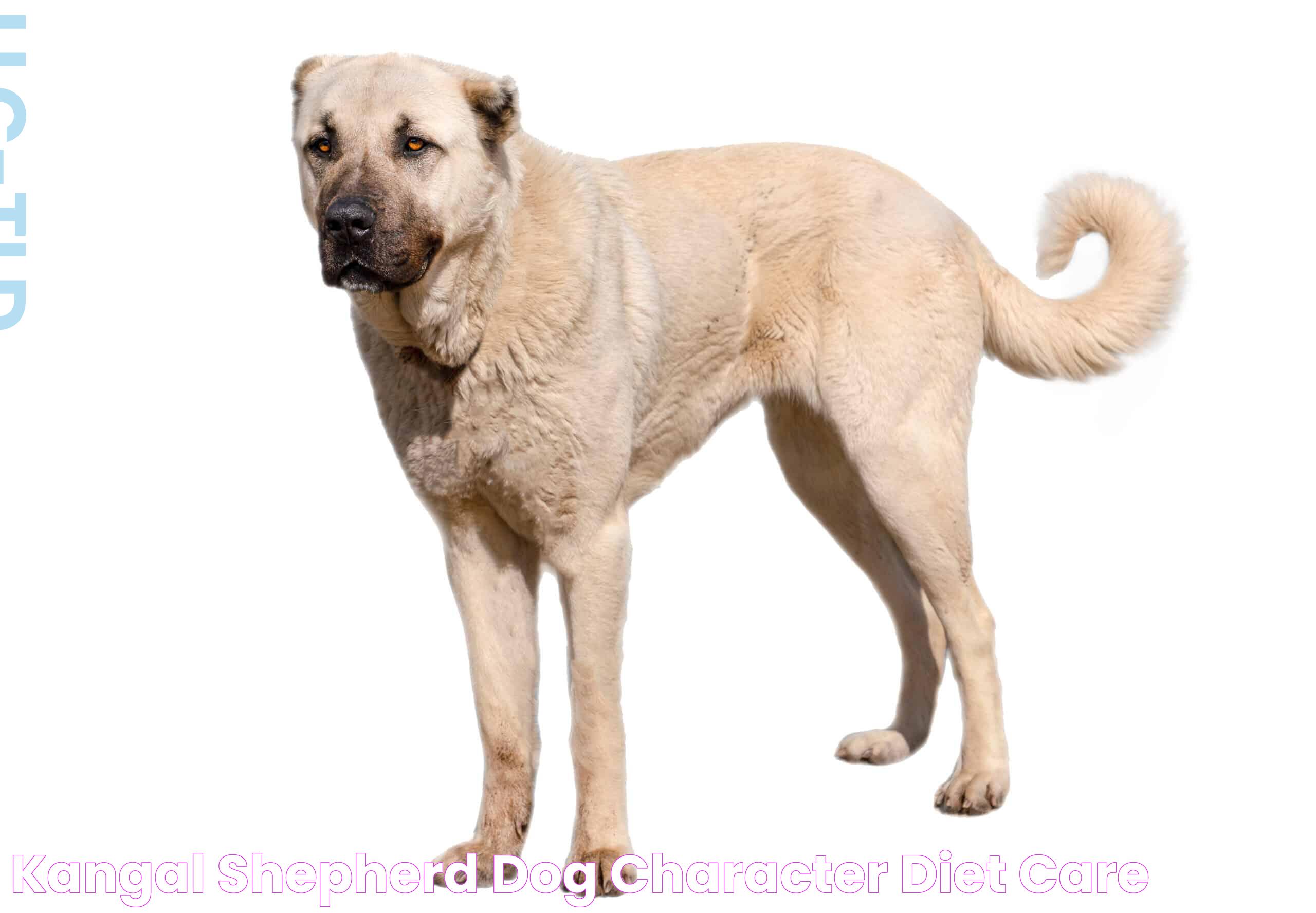 Ultimate Guide To The Kangal Shepherd Dog: Traits, Care, And More