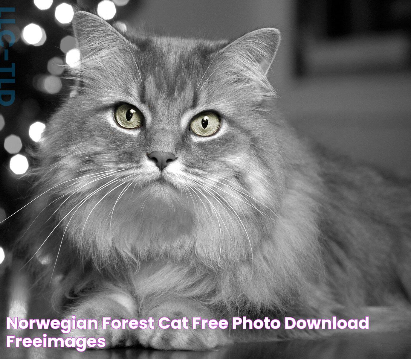 Norwegian Forest Cat Free Photo Download FreeImages