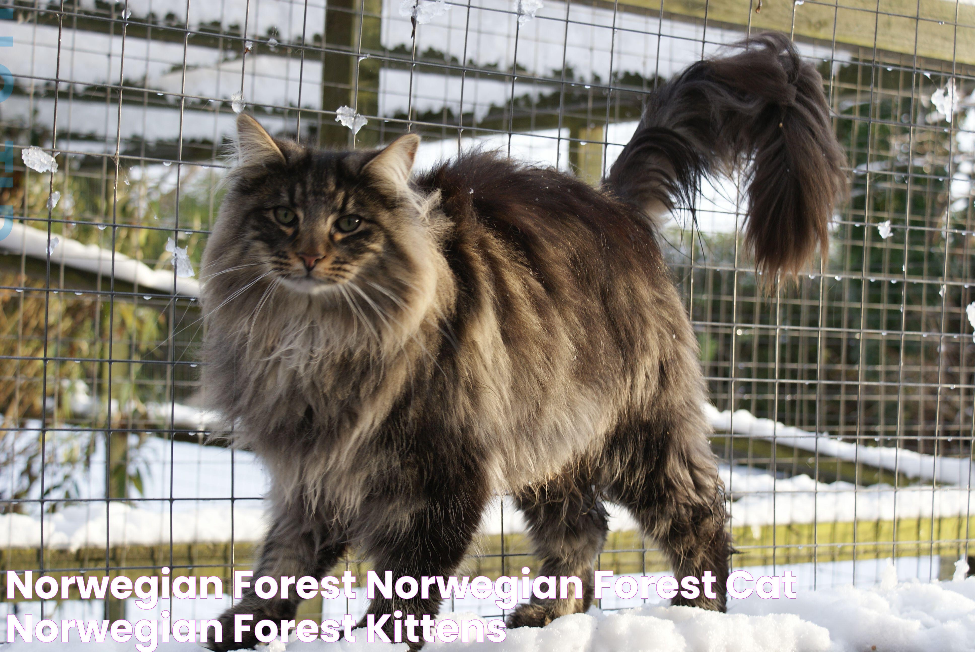 Norwegian Forest Cat: A Majestic Feline Companion