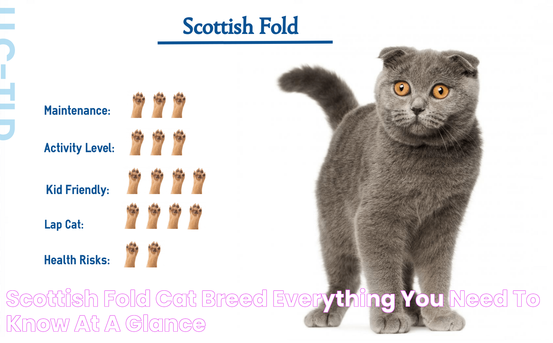 Scottish Fold Cat Breed… Everything You Need to Know at a Glance!