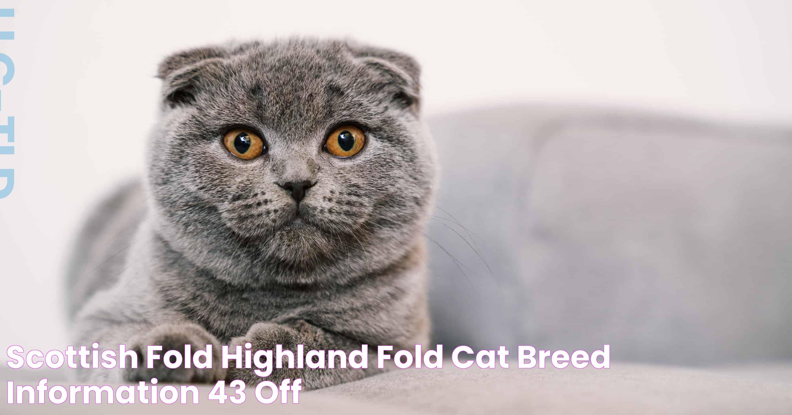 Scottish Fold Lifespan: A Complete Guide To Your Feline Friend