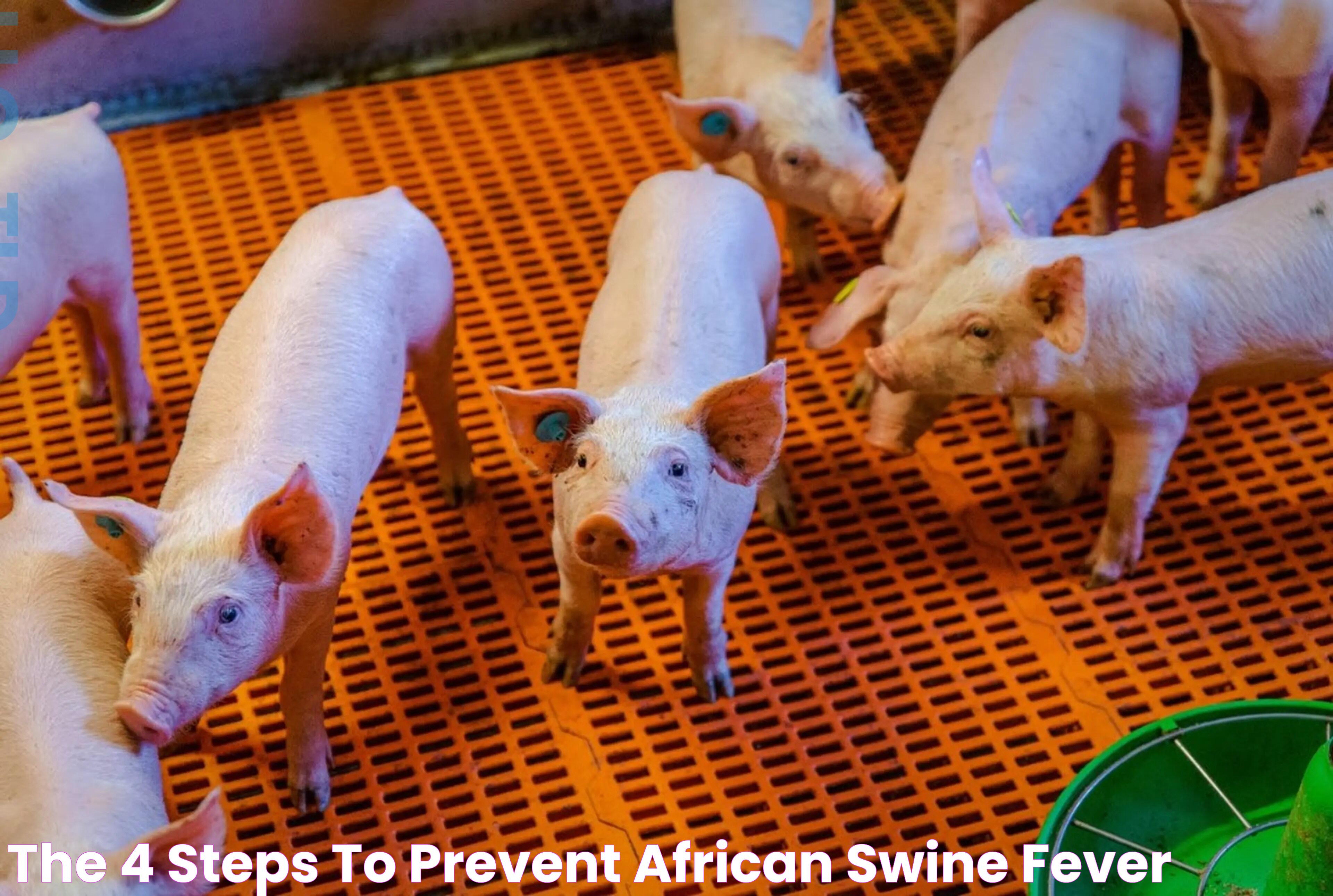 The 4 steps to prevent African Swine Fever