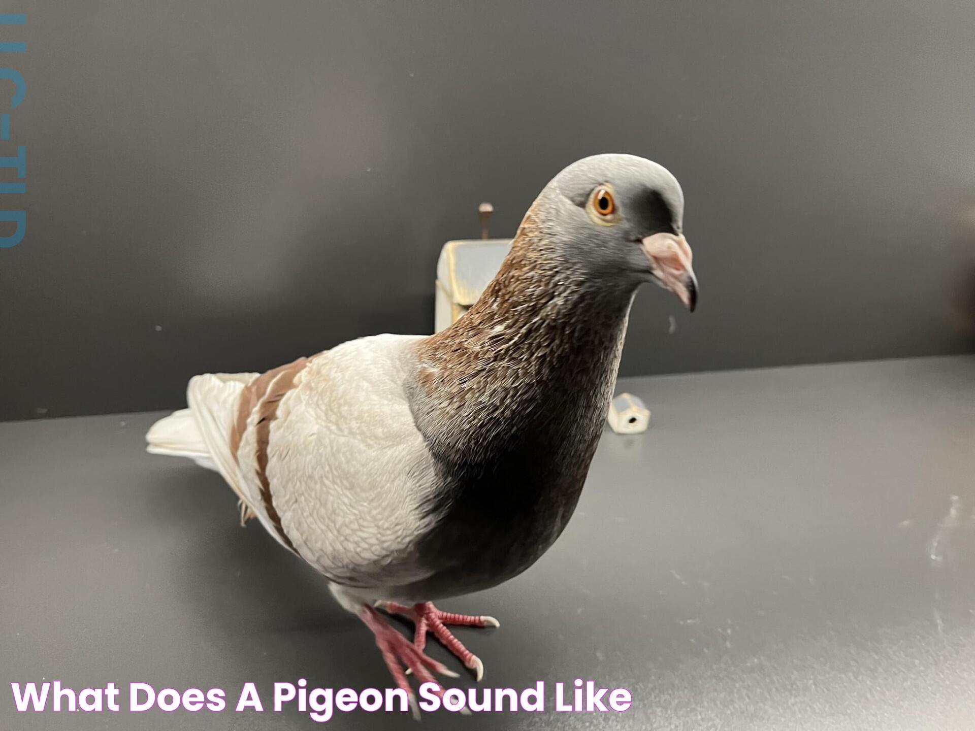 What Does a Pigeon Sound Like?