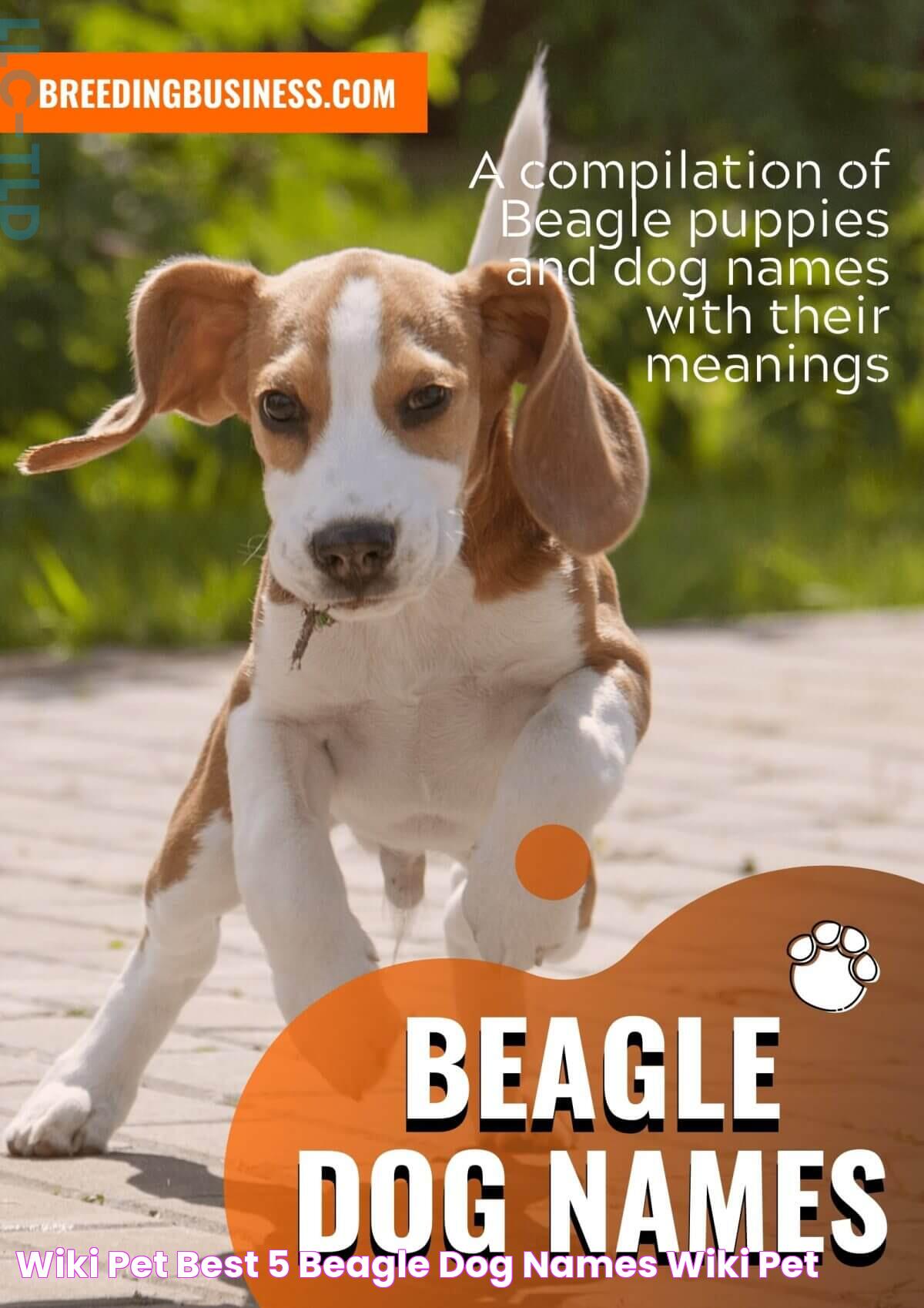 Charming Choices For Beagle Dog Names: A Guide To Naming Your Furry Friend