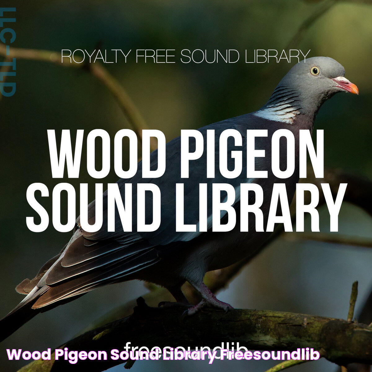 All About The Mesmerizing Pigeon Sound: An In-Depth Look Into Their Unique Communication