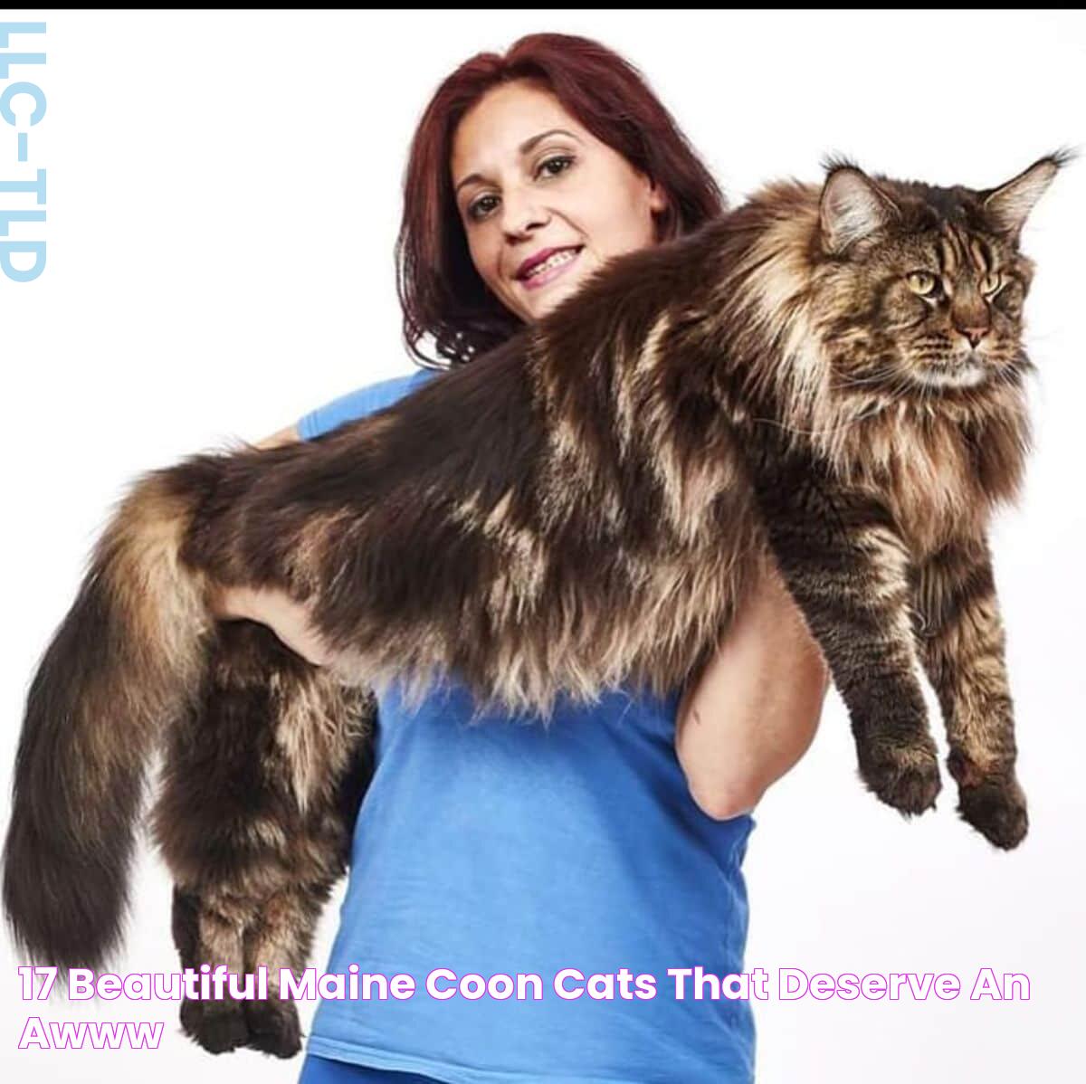 Comprehensive Guide To Maine Coon Cat Insurance