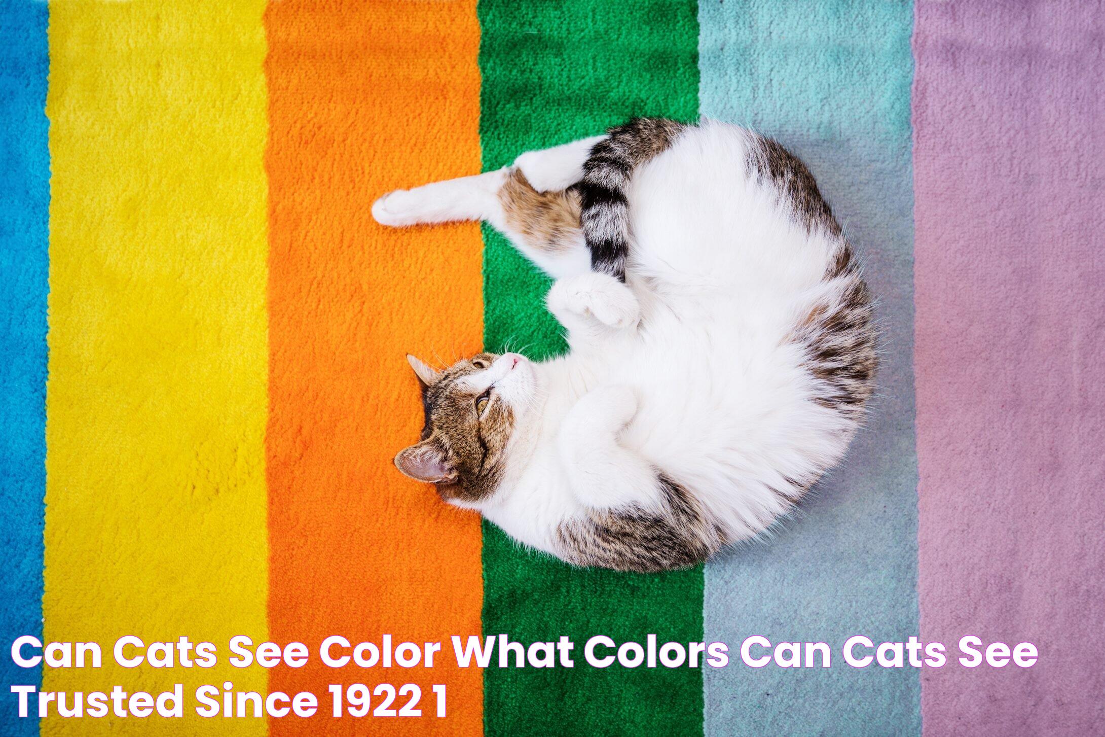 What Colors Do Cats Perceive? Unveiling The Feline Vision Spectrum