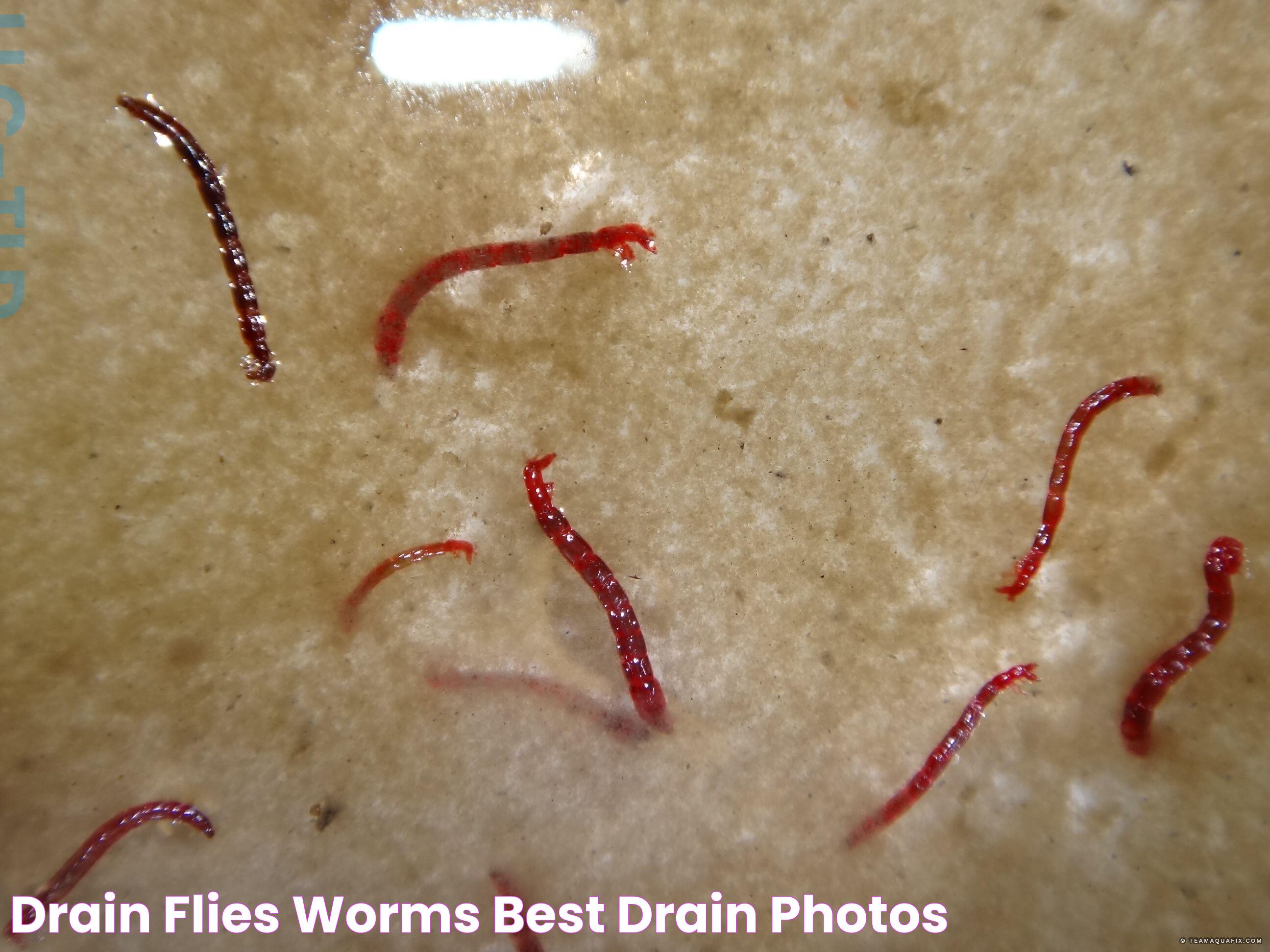 Drain Flies Worms Best Drain Photos