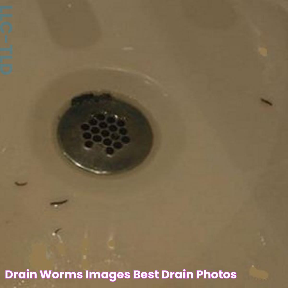 Unmasking The Mystery: Drain Worms And Their Impact On Your Home