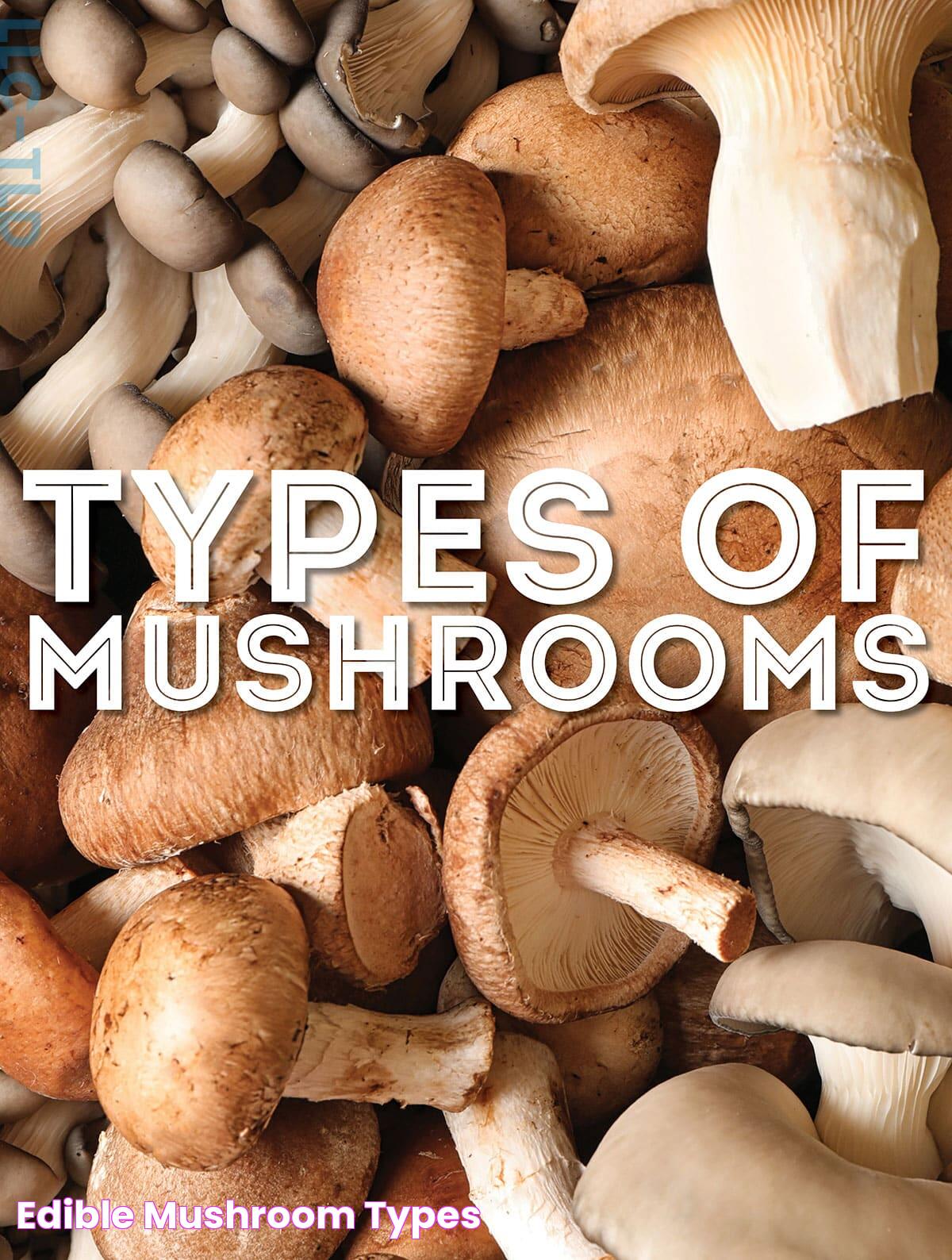 Edible Mushroom Types