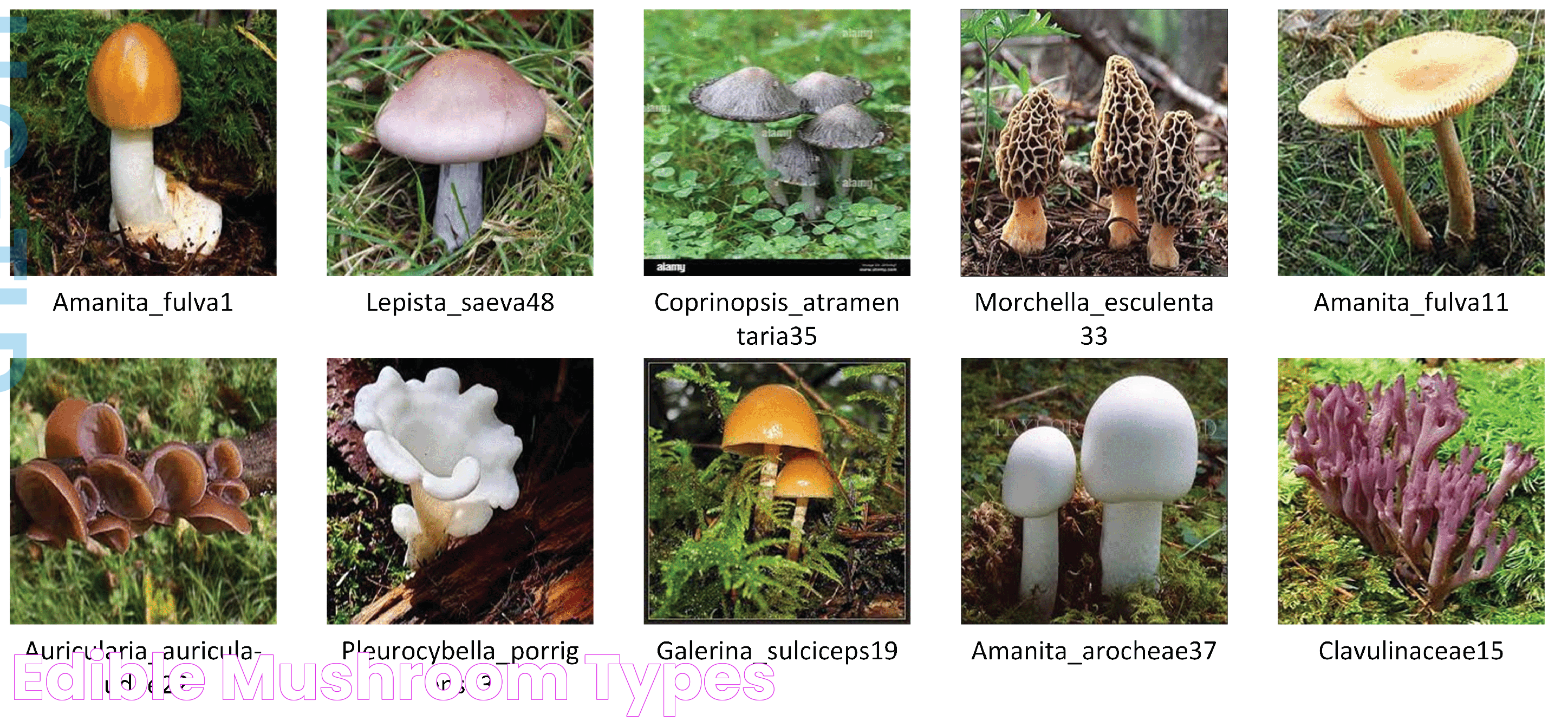 Guide To Mushroom Types: A World Of Flavor And Nutrition