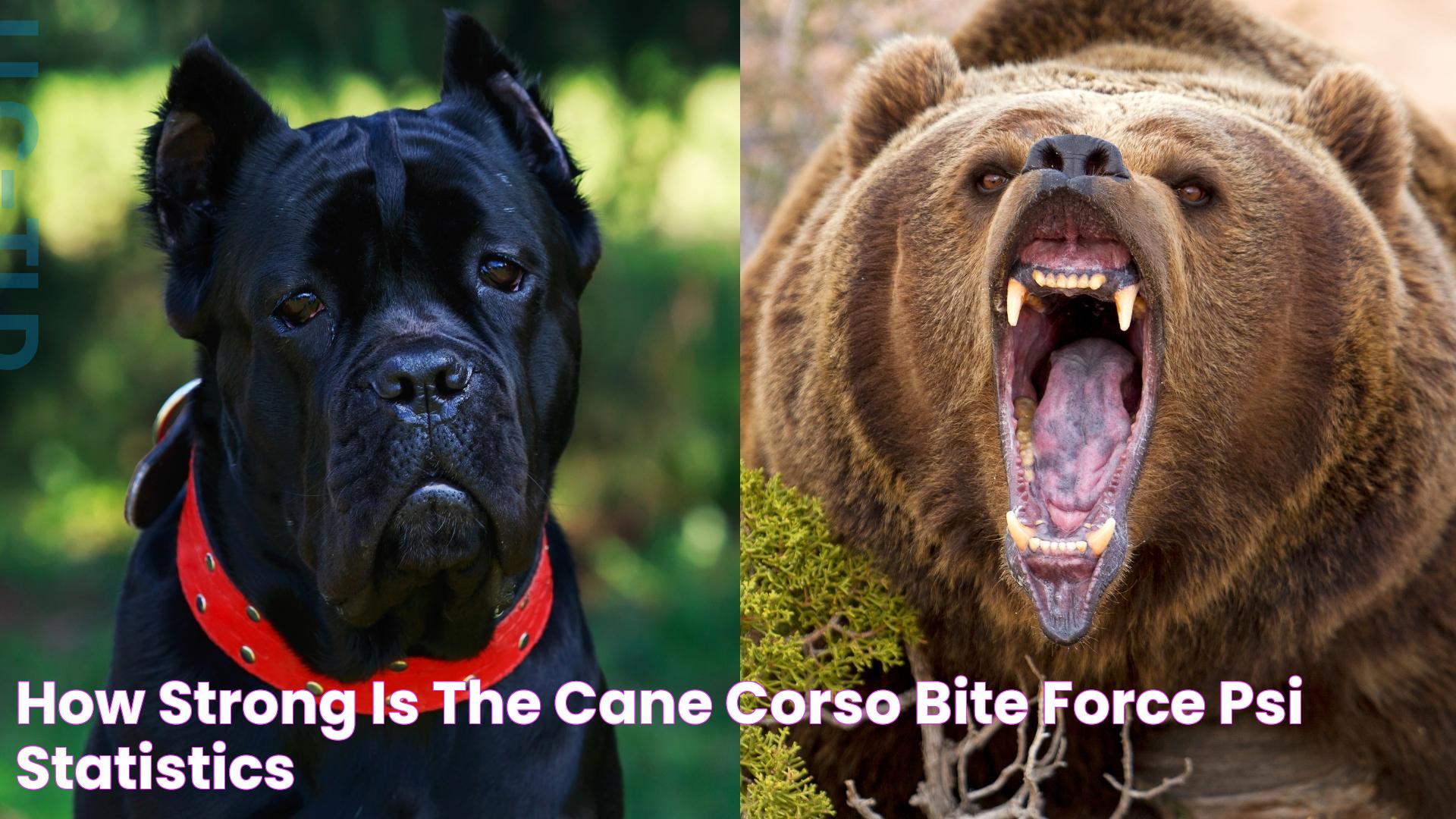 The Power Behind The Cane Corso Bite Force: A Detailed Insight