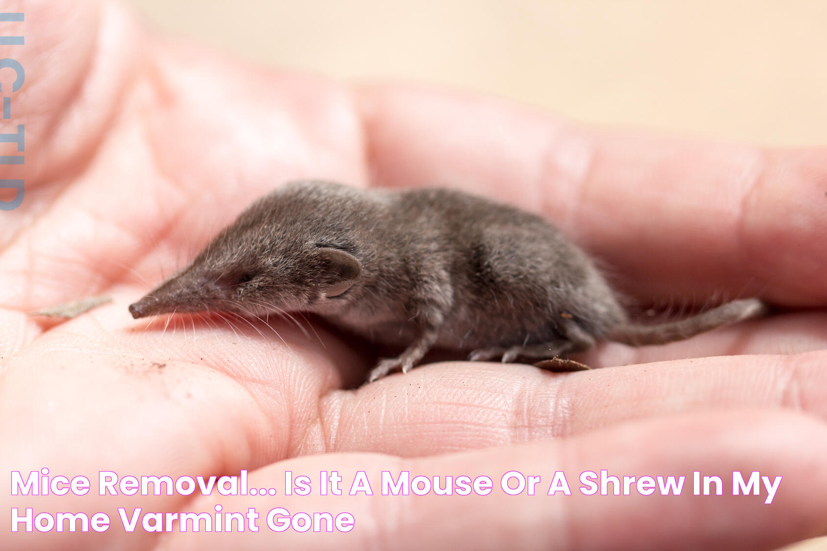 Distinguishing Mouse From Mice: Holistic Guide