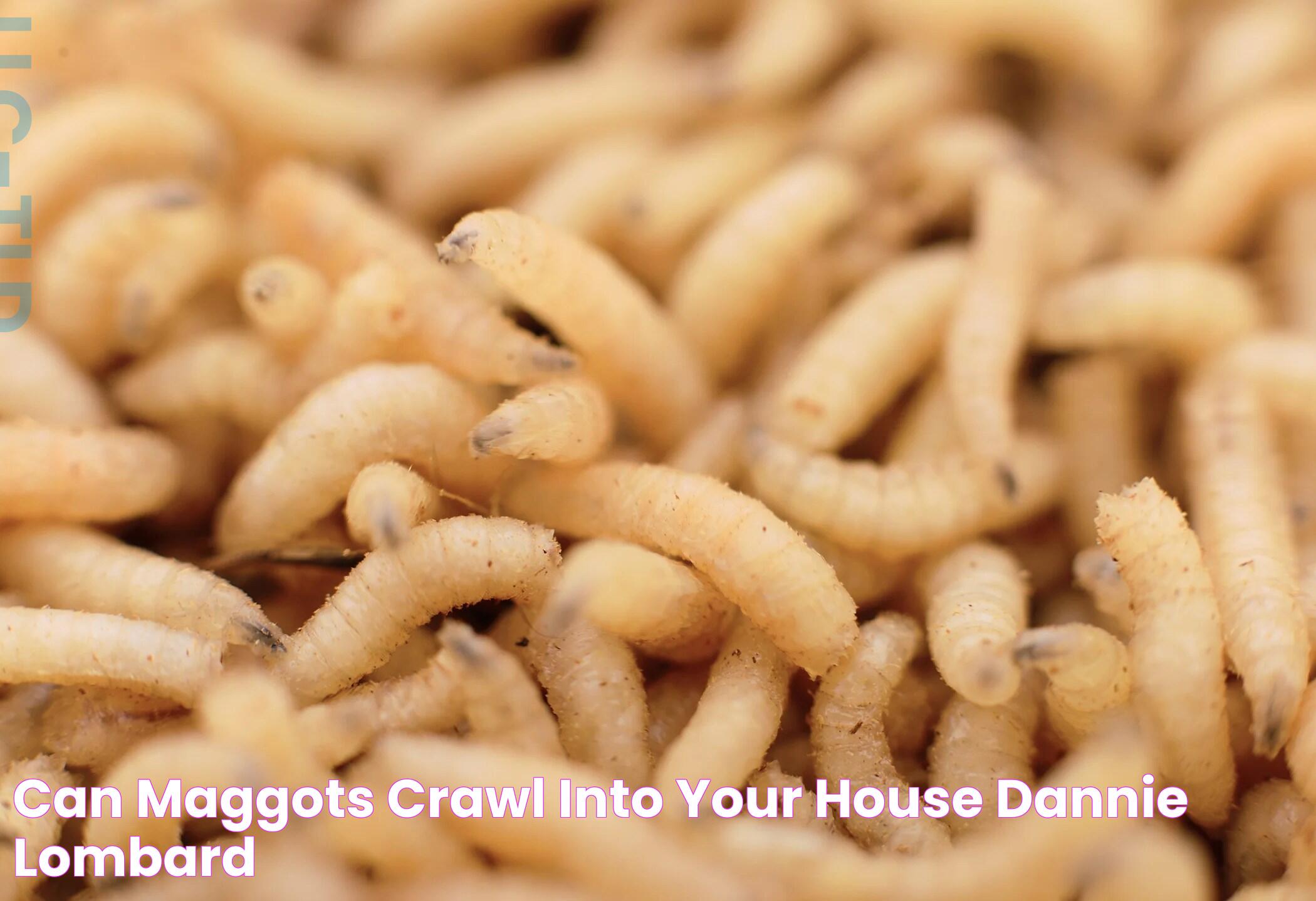 can maggots crawl into your house Dannie Lombard