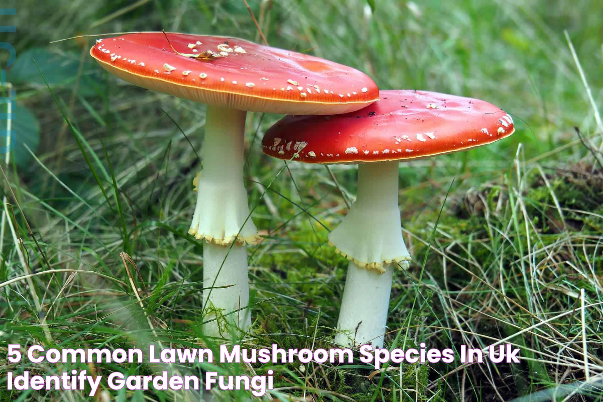 5 Common Lawn Mushroom Species in UK (Identify Garden Fungi)