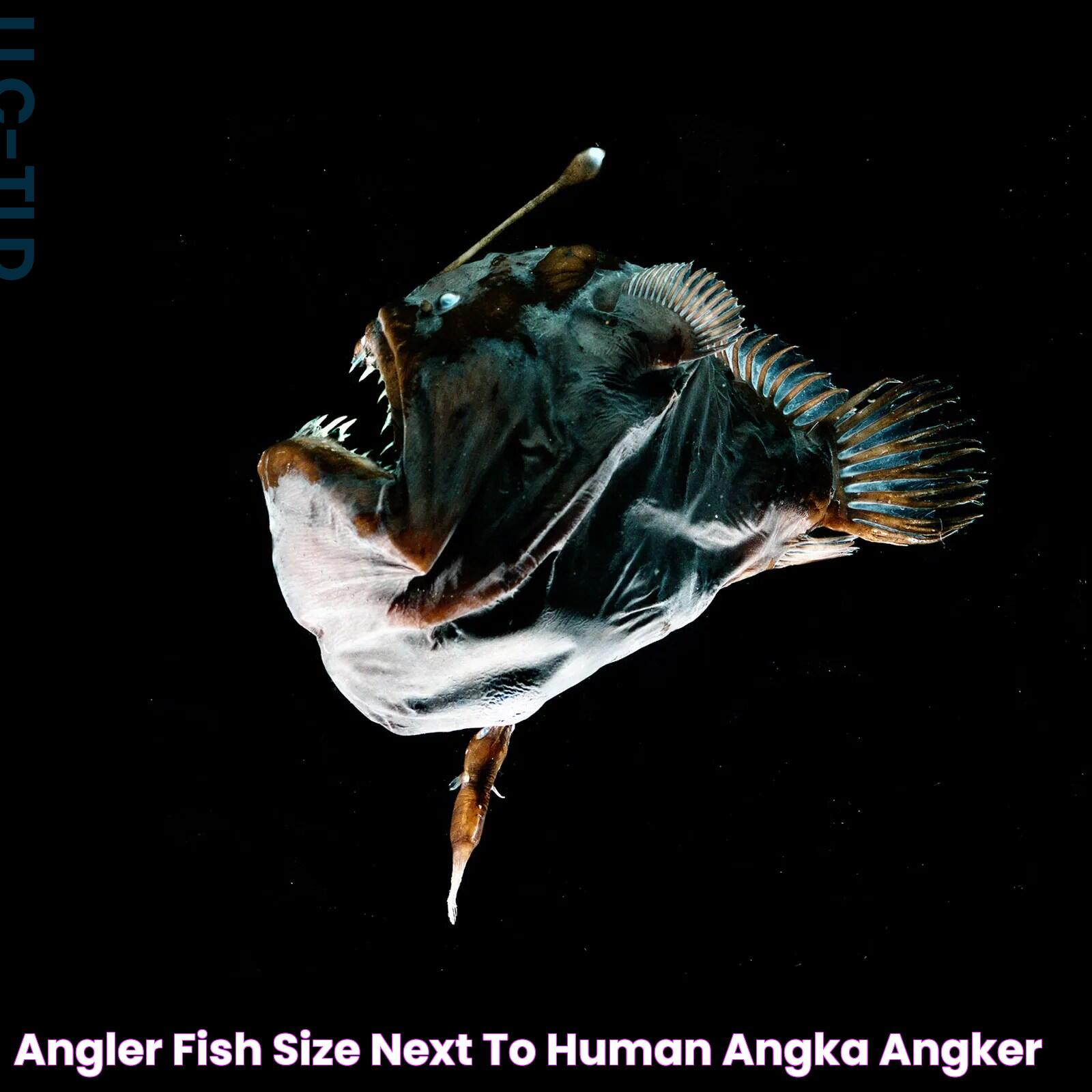 Angler Fish Size Next To Human Angka Angker