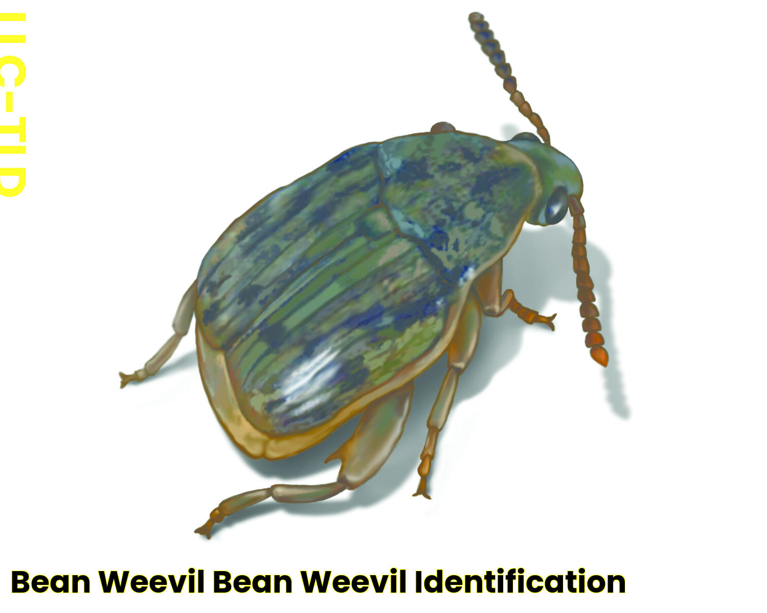 Household Weevils: Everything You Need To Know To Keep Your Home Safe