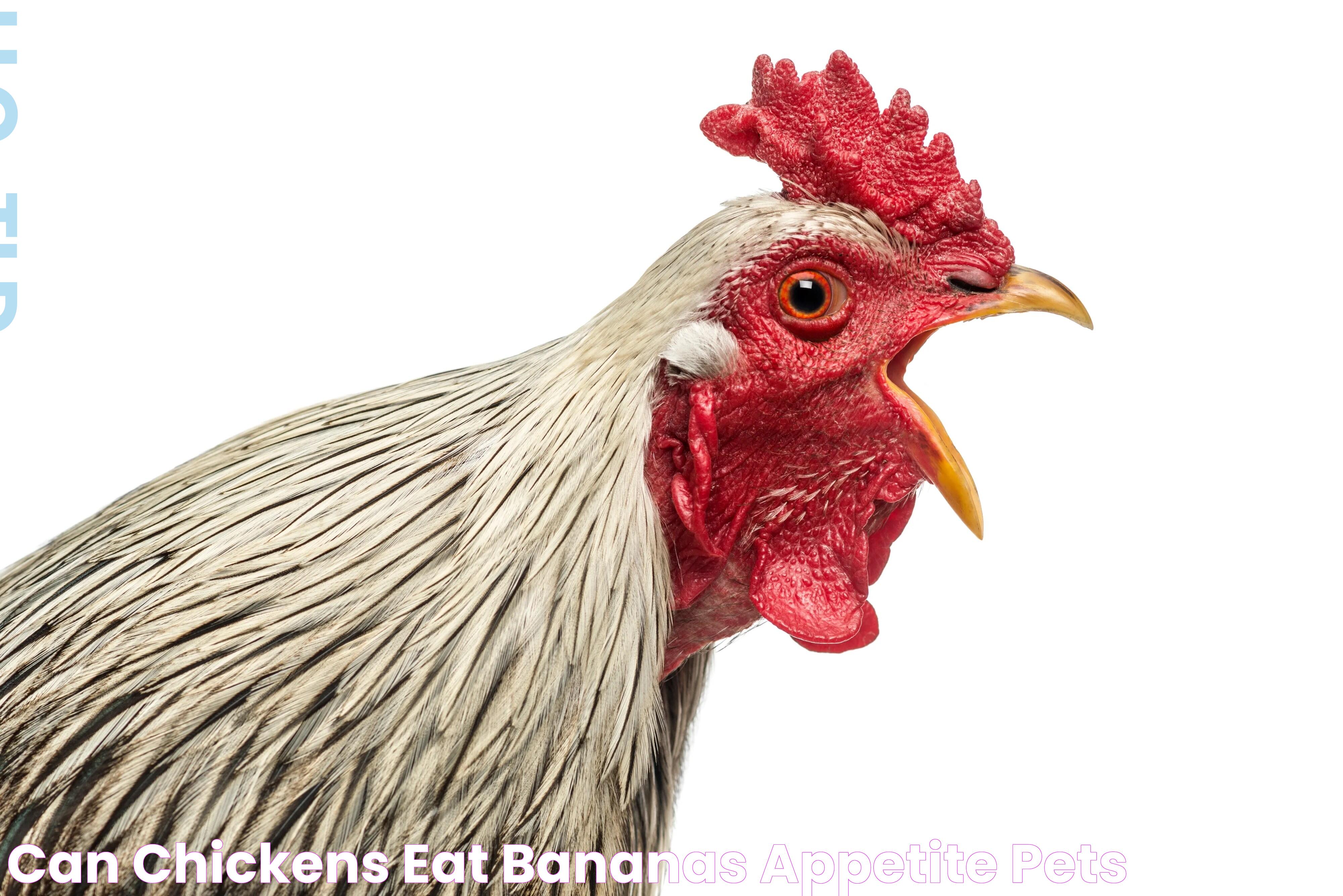 Why Chickens Can Eat Bananas: A Nutritional Insight