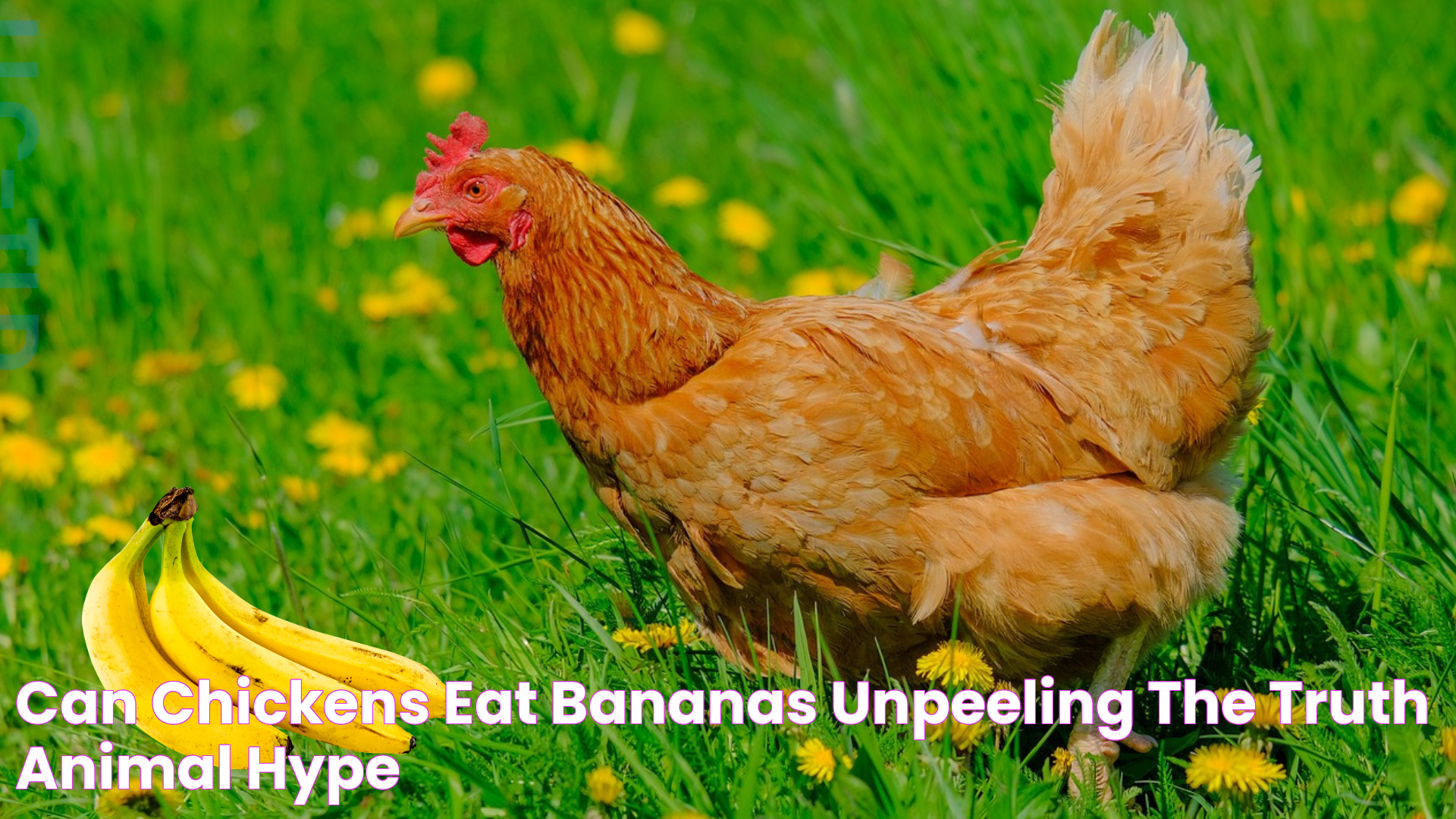 Can Chickens Eat Bananas? Unpeeling the Truth Animal Hype