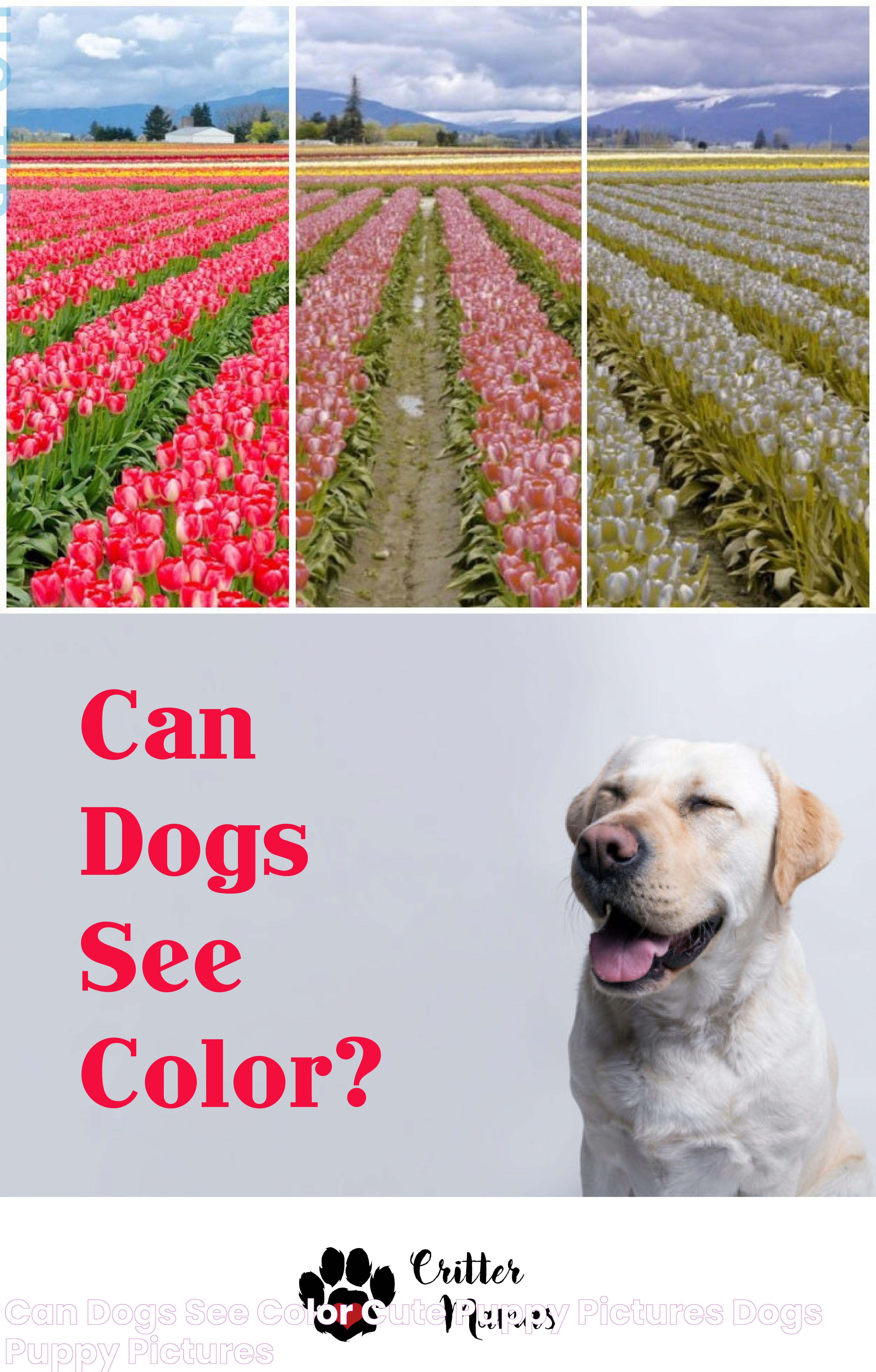 Can Dogs See Color? Cute puppy pictures, Dogs, Puppy pictures