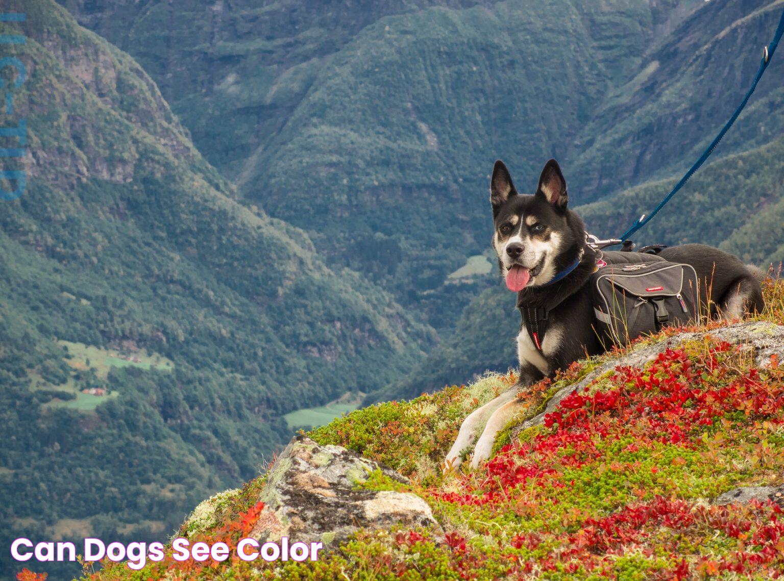 Can Dogs See Color? The Science Behind Canine Vision