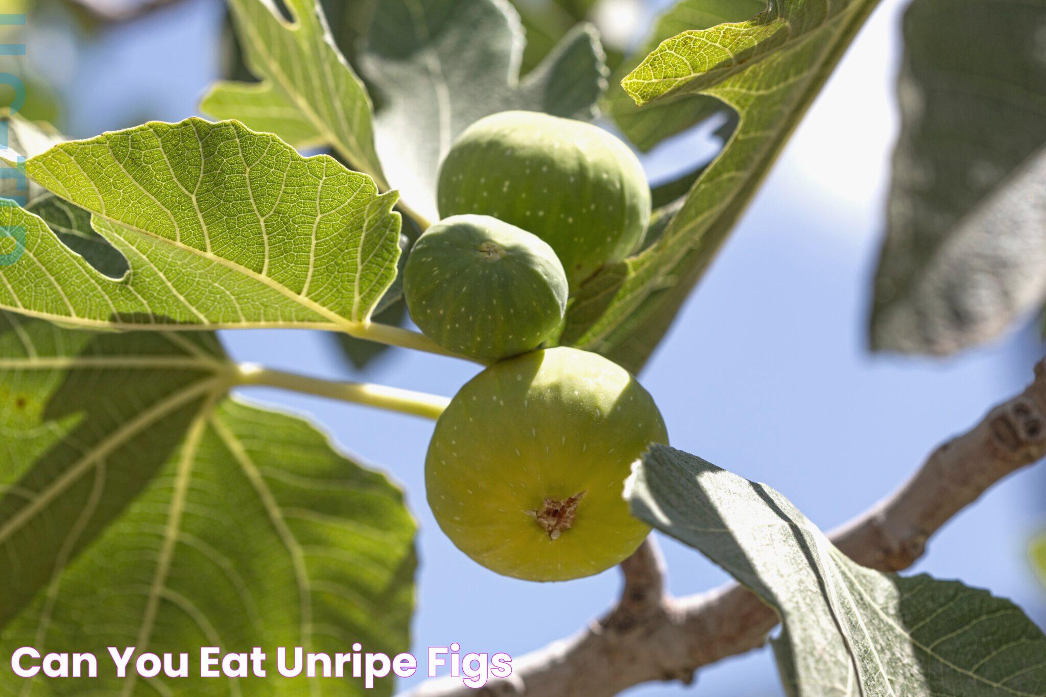 Can You Eat Unripe Figs?