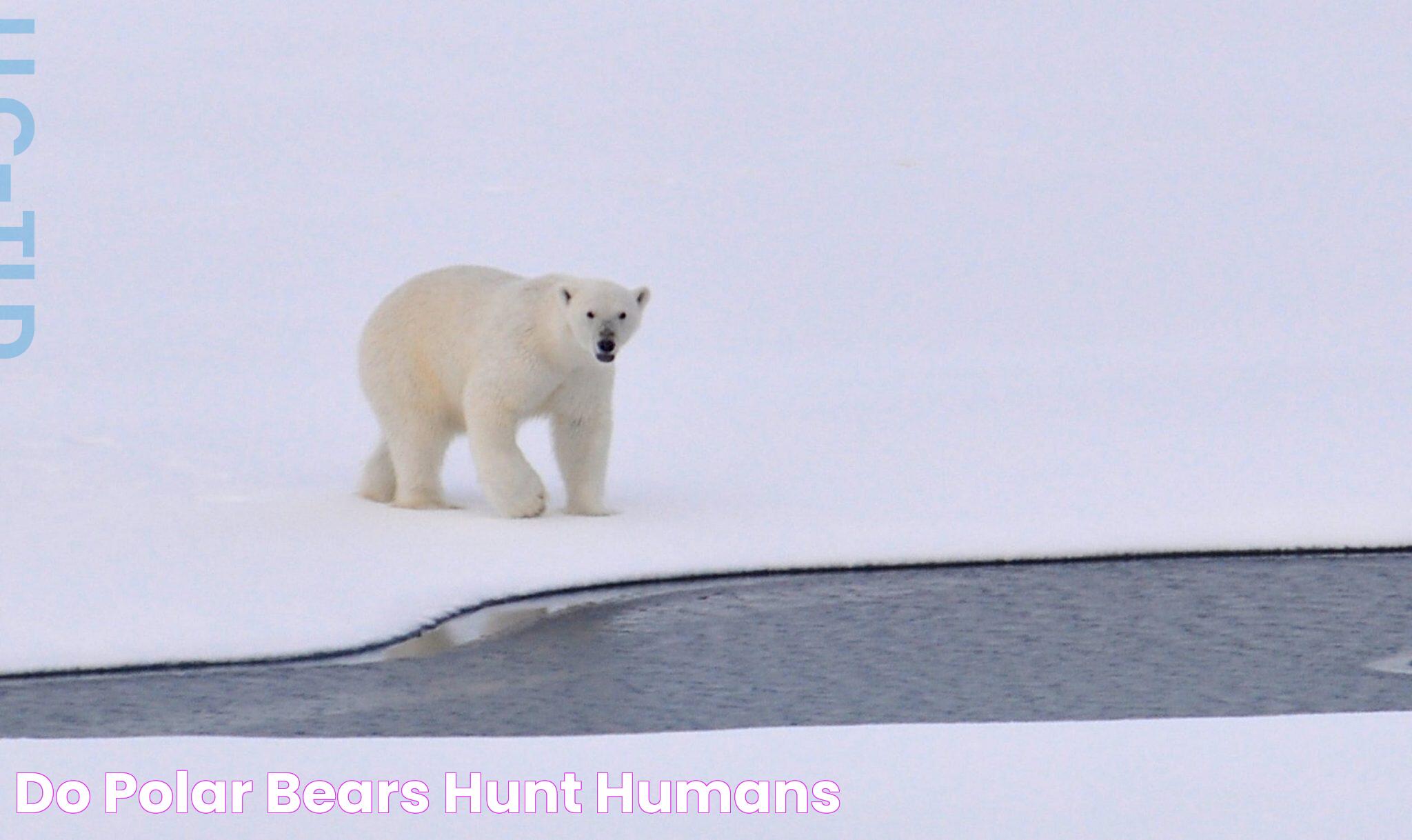 Polar Bears And Human Interactions: Myths, Facts, And Safety