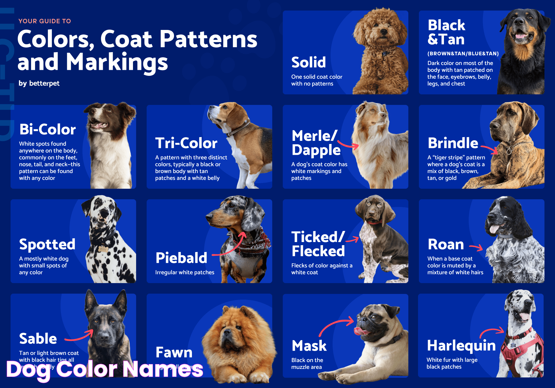 Dog Color Names