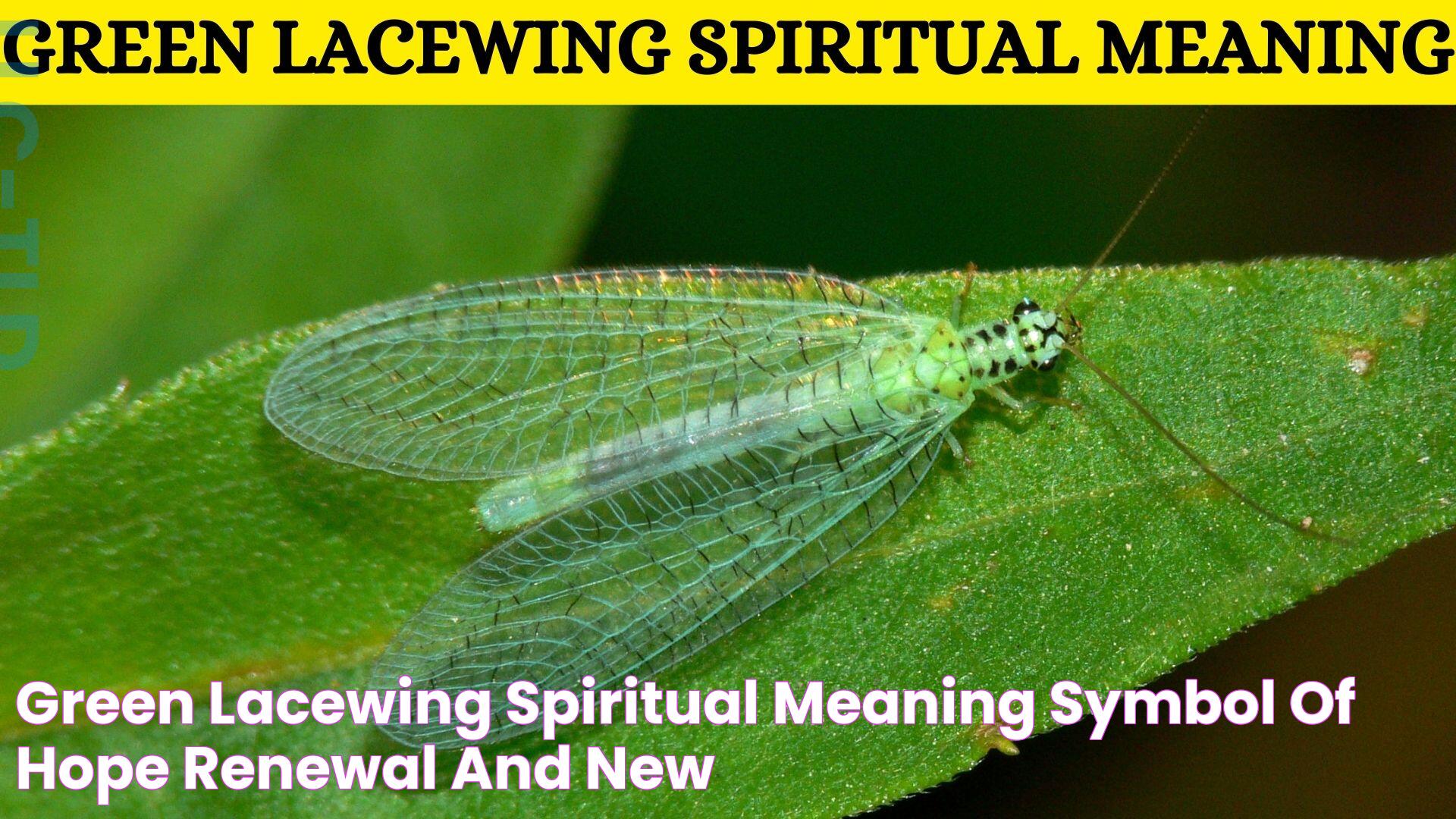 Green Lacewing Spiritual Meaning Symbol Of Hope, Renewal, And New