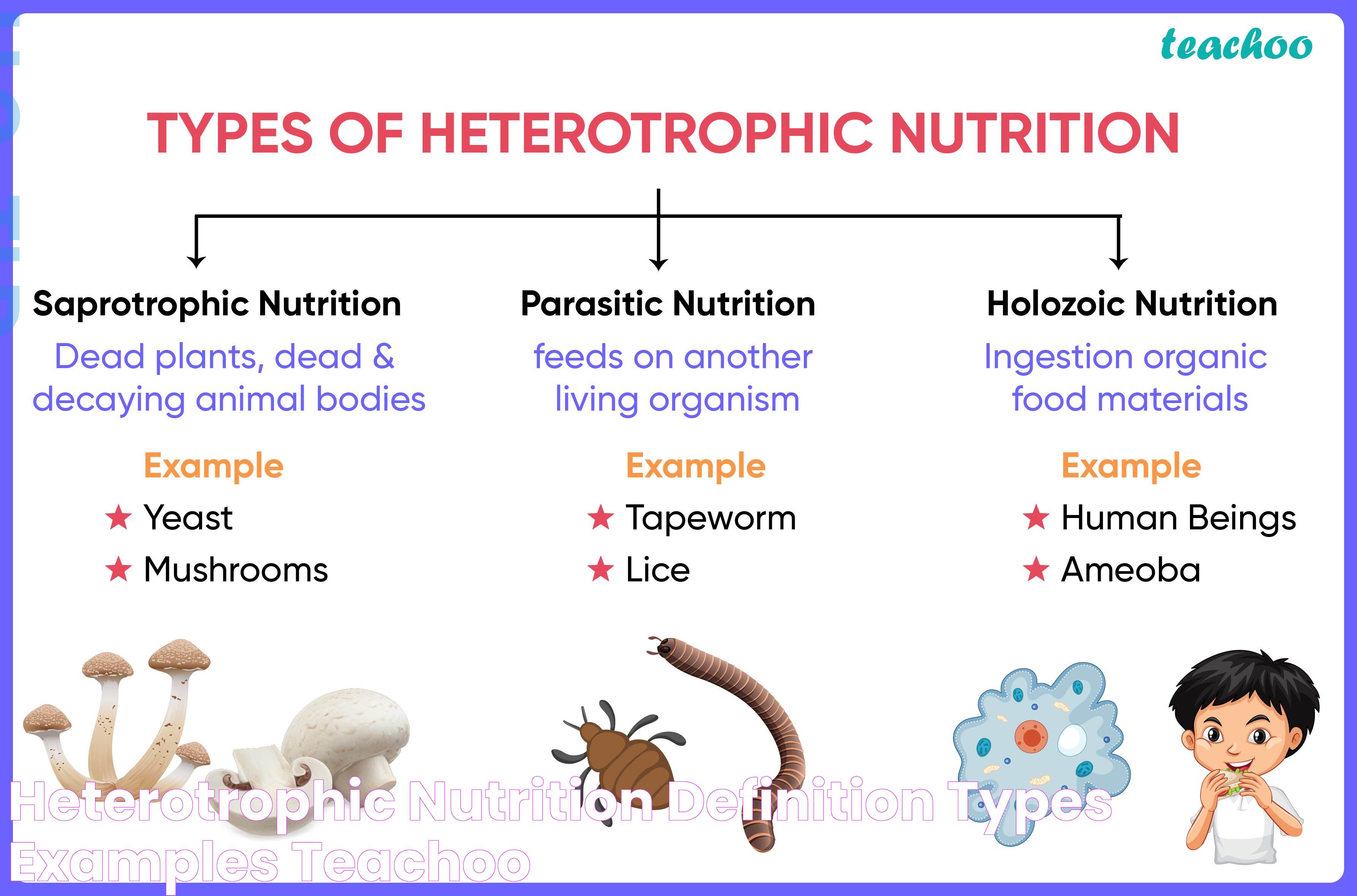 Heterotrophic Nutrition Definition, Types, Examples Teachoo