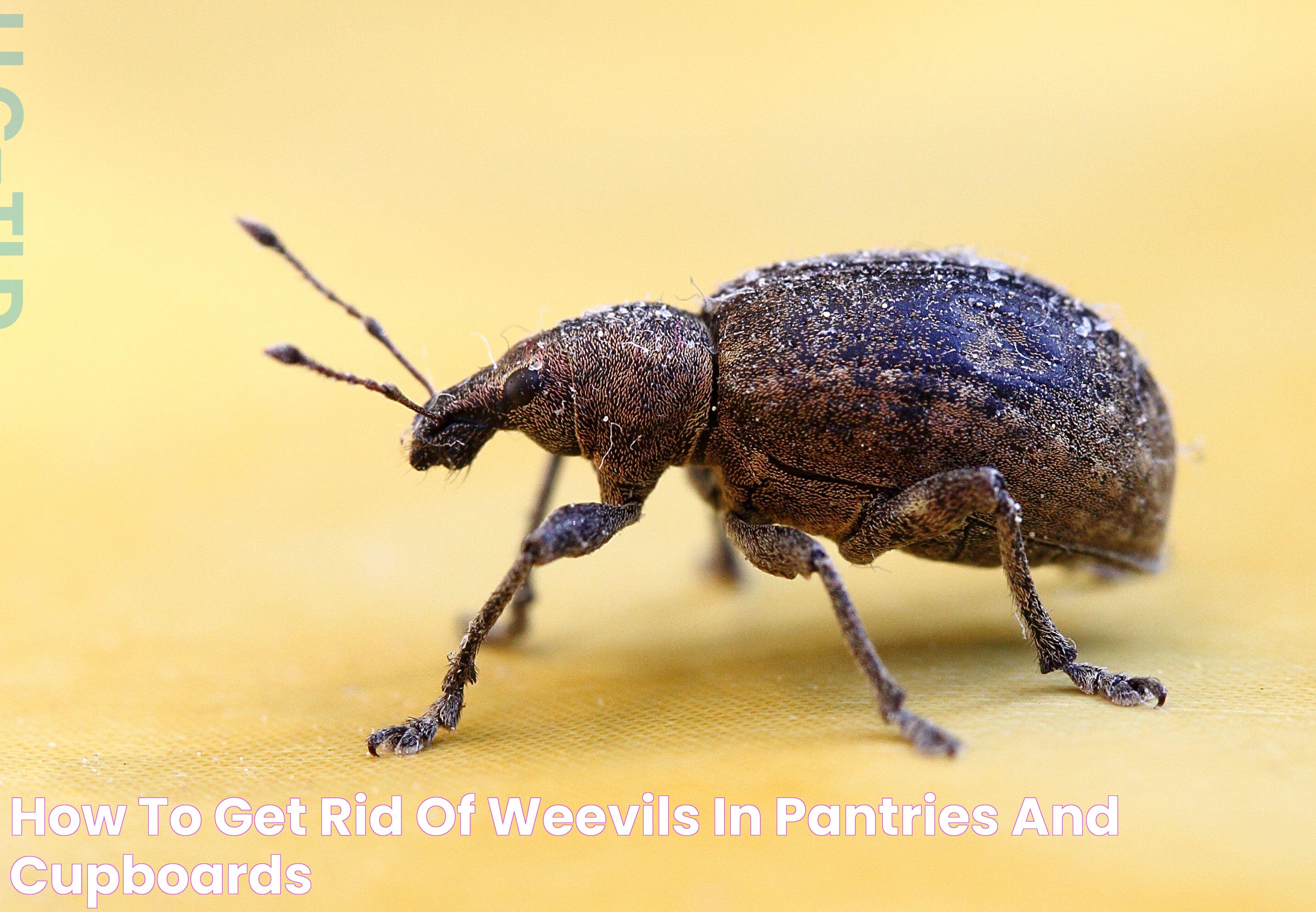 How to Get Rid of Weevils in Pantries and Cupboards