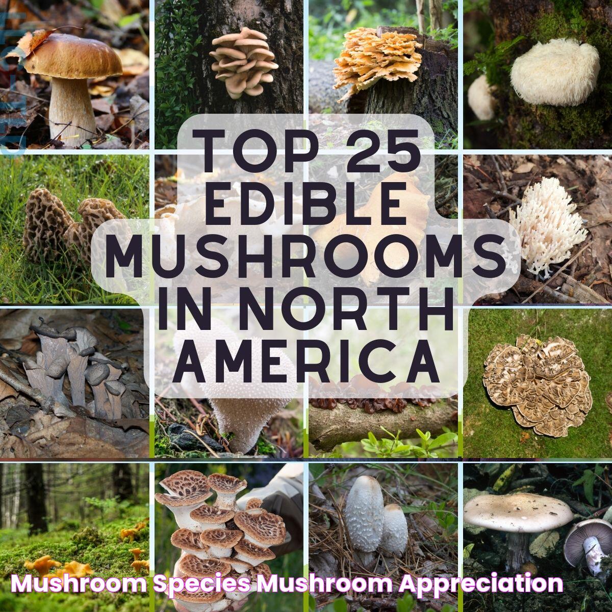 Discover The World Of Mushroom Species: A Mycological Marvel