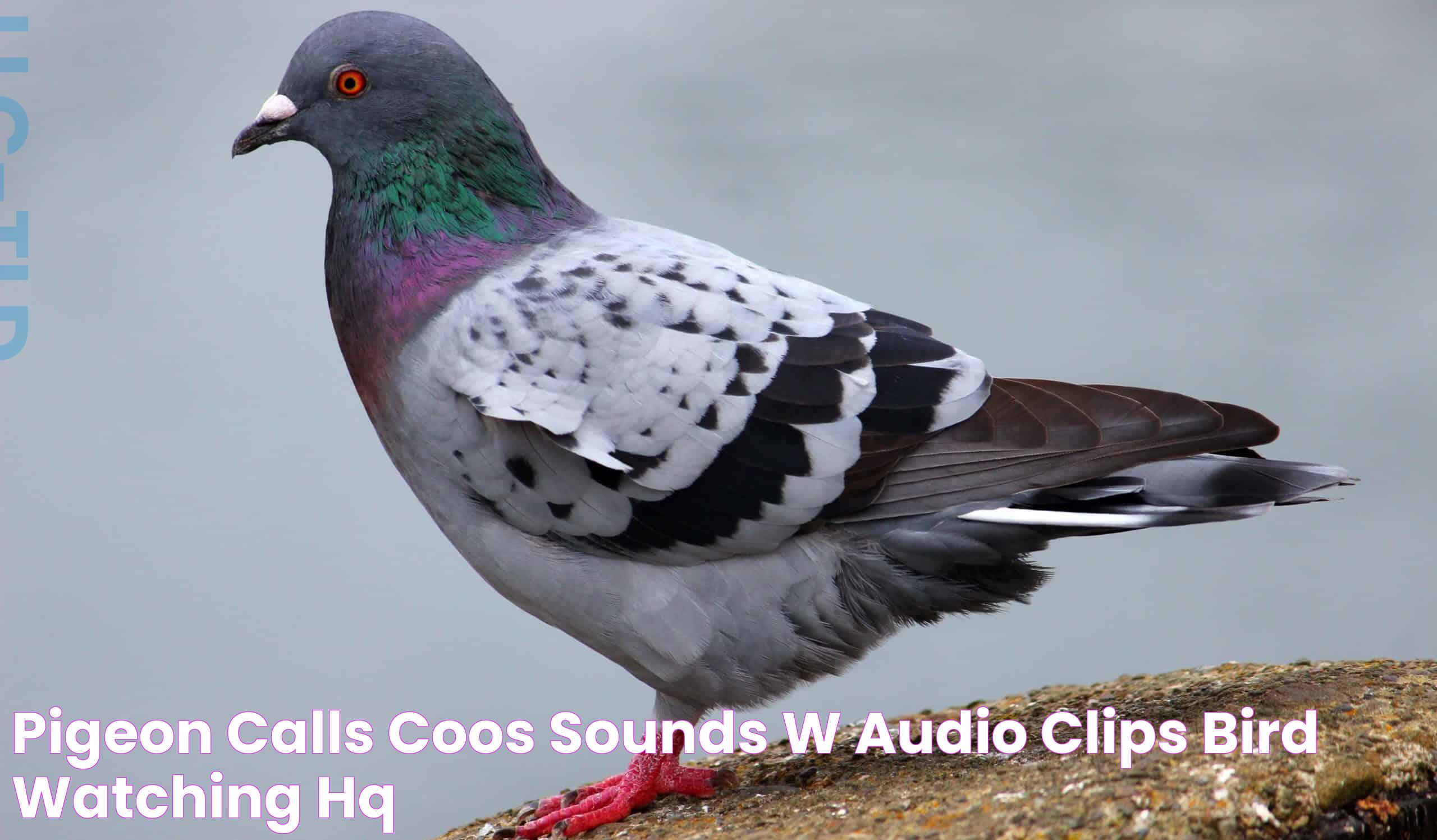 Pigeon Sounds: The Melodies Of Urban Birds