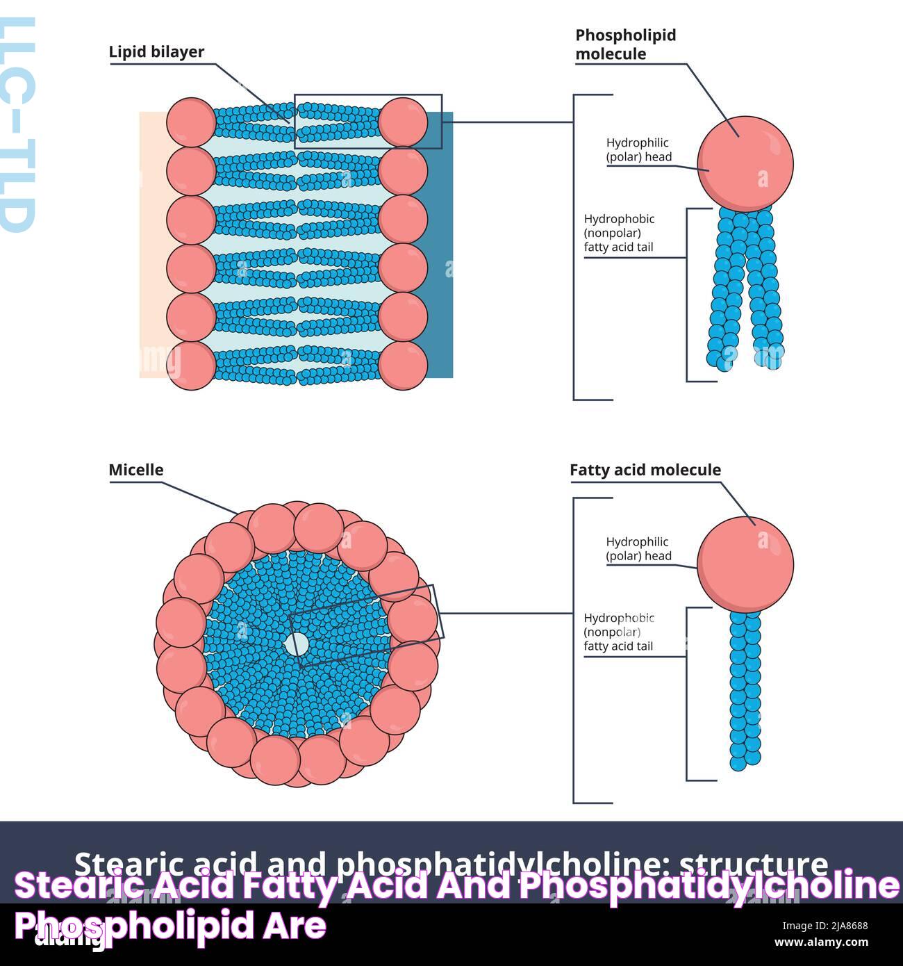 Stearic acid (fatty acid) and phosphatidylcholine (phospholipid) are