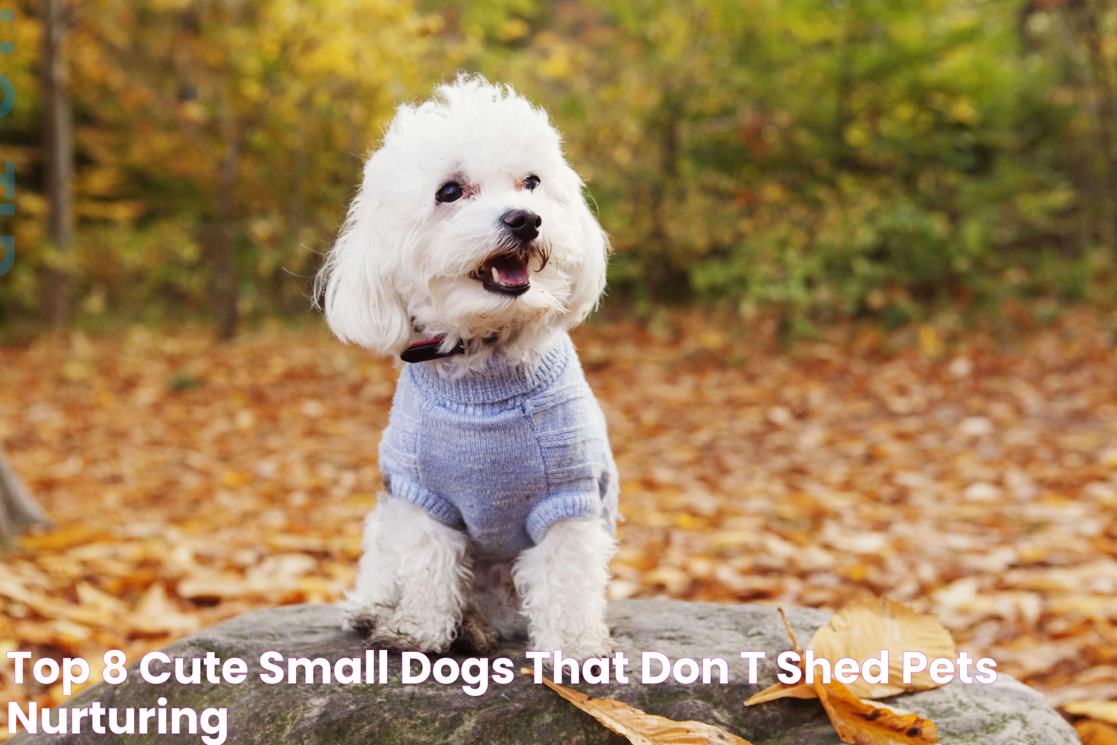 Small Dogs That Don't Shed: A Guide To Low-Maintenance Breeds